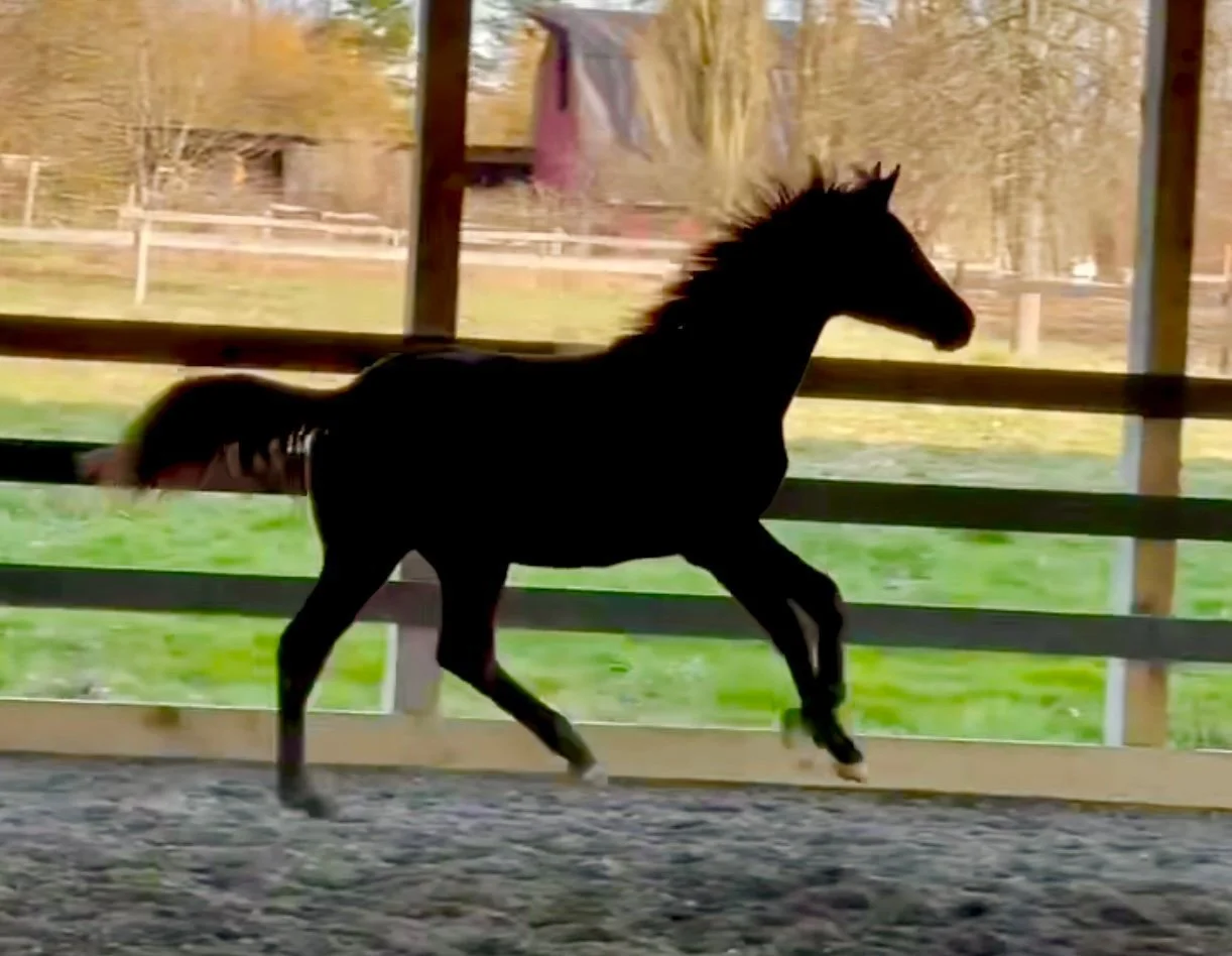SOLD-“STALLONE” -2022 BLACK GELDING  BY GALAXY (GGW) X DREAMBOY/CITANGO.