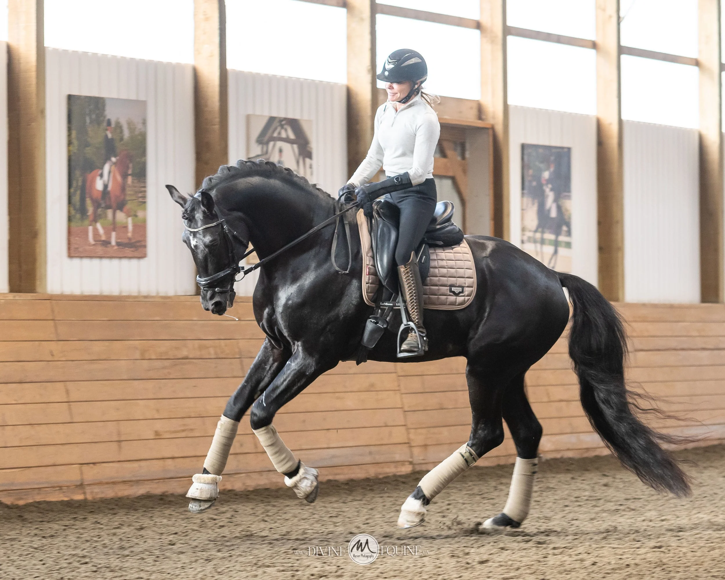 “NESPRESSO” 2018 - IMPORTED KWPN STALLION BY FOUR LEGENDS.