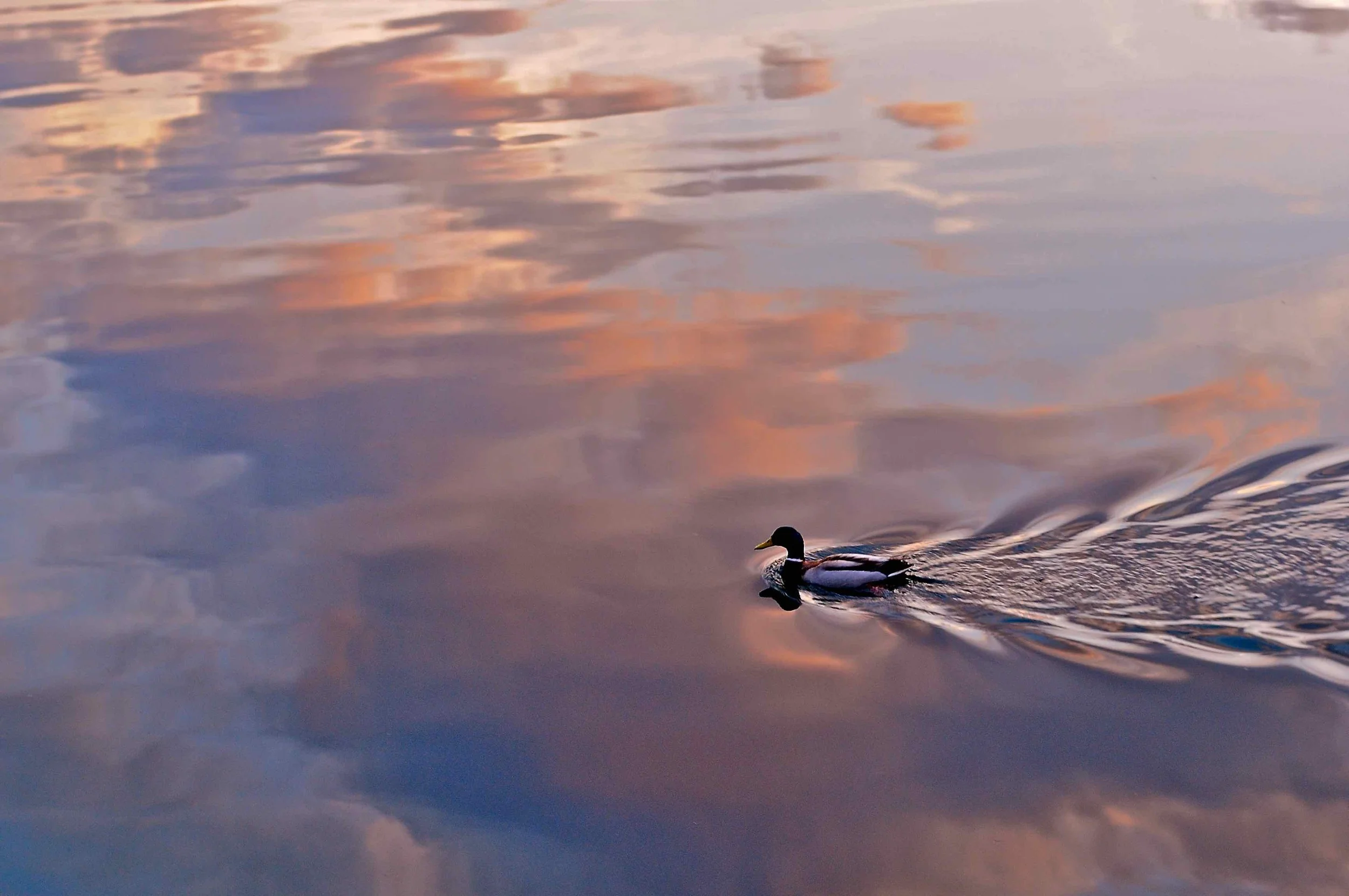 Duck Pond