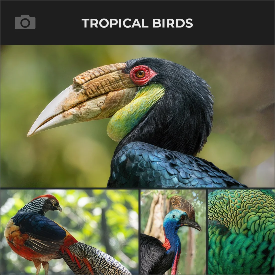TROPICAL BIRDS.jpg