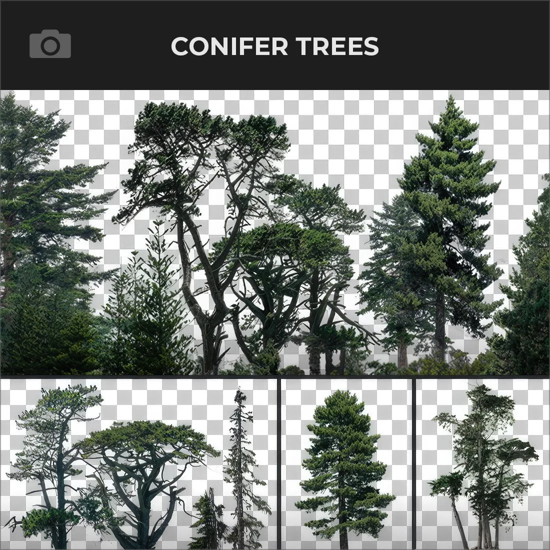 CONIFER TREES.jpg