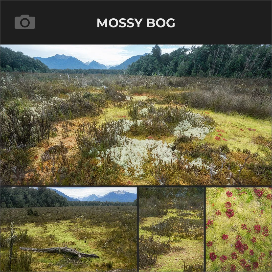 MOSSY BOG.jpg