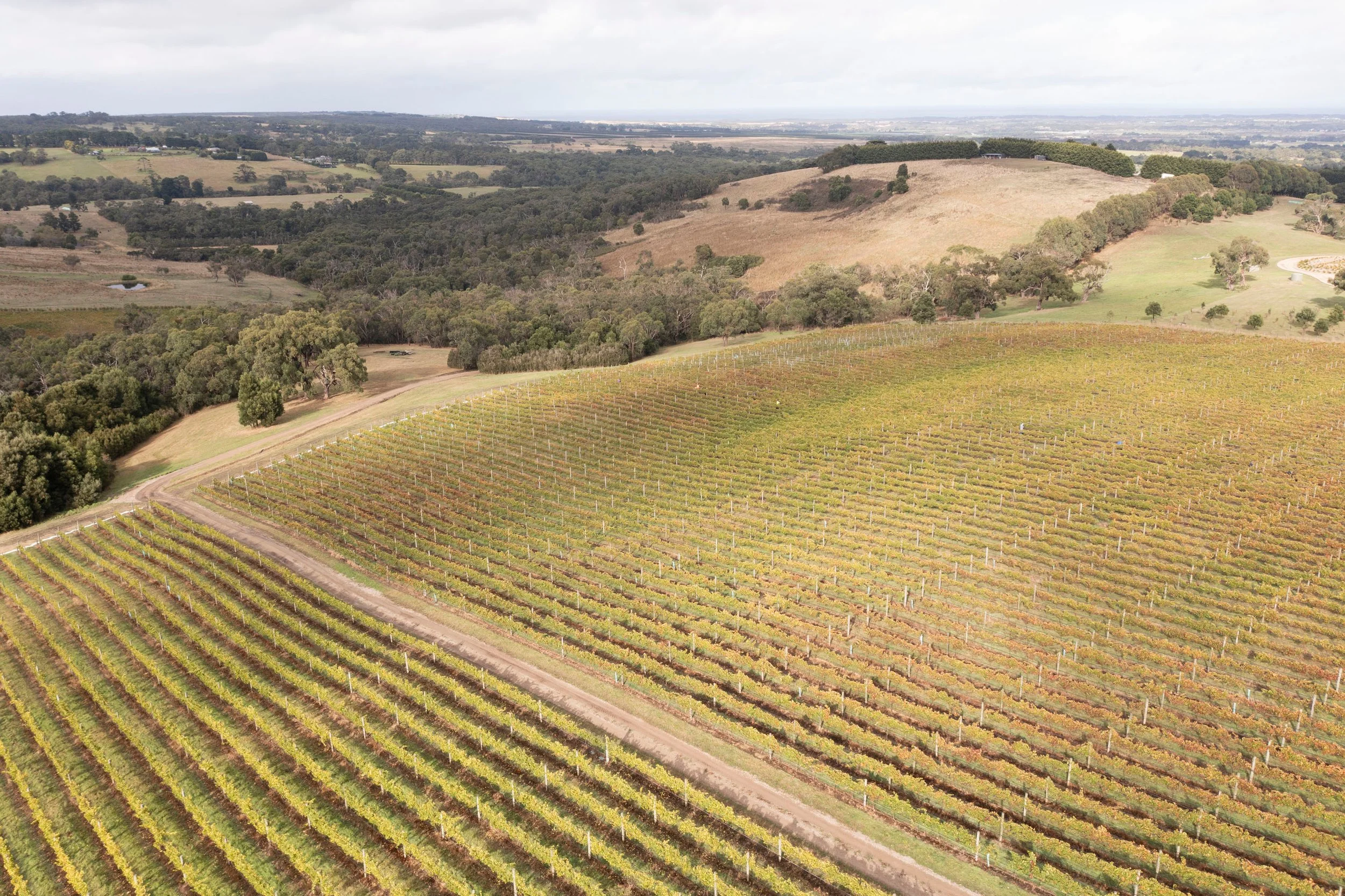Tudibaring Vineyard - Main Ridge
