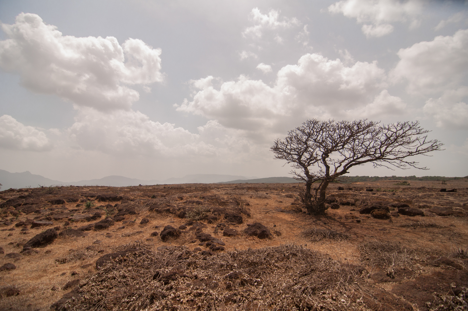  Although rich in geological history, the barren plateau-islands, burnt and desolate in the harsh May sun seem devoid of any signs of wildlife. Could anything survive here? 