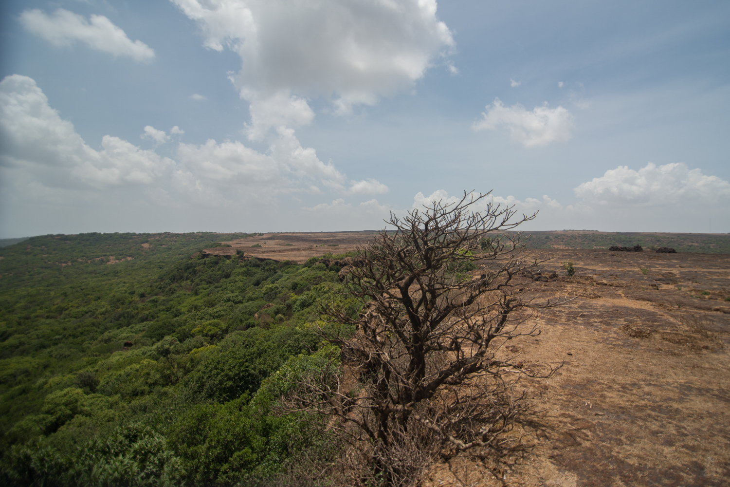  Or should we be looking in the lush evergreen forests of the adjacent Koyna Tiger Reserve? 