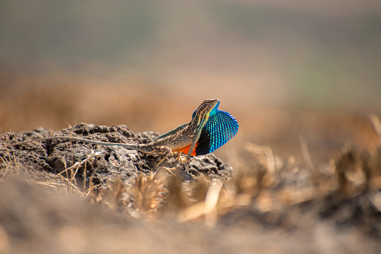 The sun may drive all other animals but the fan throated lizards ( Sitana ponticeriana ) revel on the bare rocks. An ideal arena for flamboyant males to display their colourful dewlap sacs and attract females.