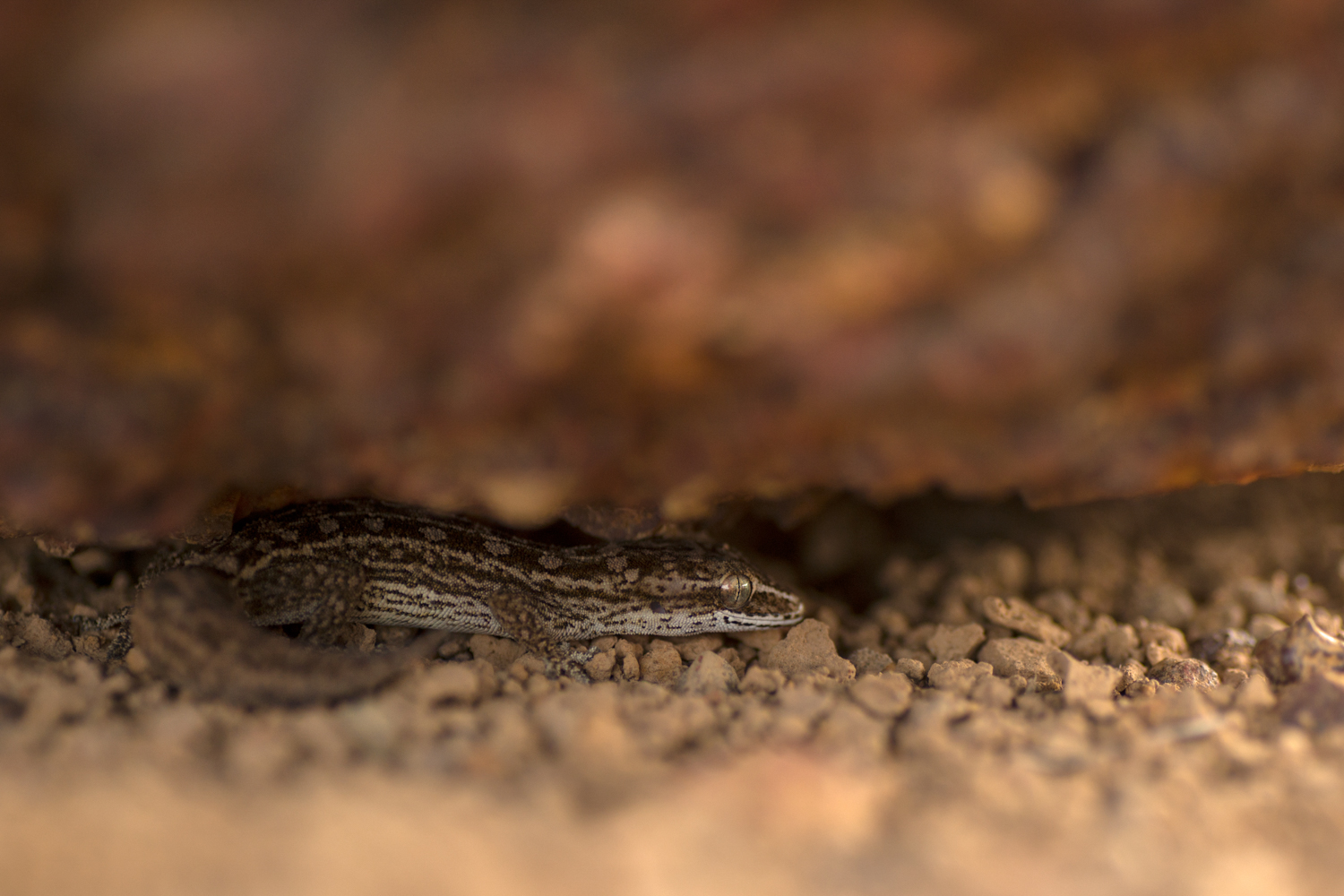  The heat lays the plateau bare, but beneath the rocks reptiles thrive. A&nbsp; Hemidactylus satarensis &nbsp;gecko, waiting under the rocks biding its time till the sun goes down. 