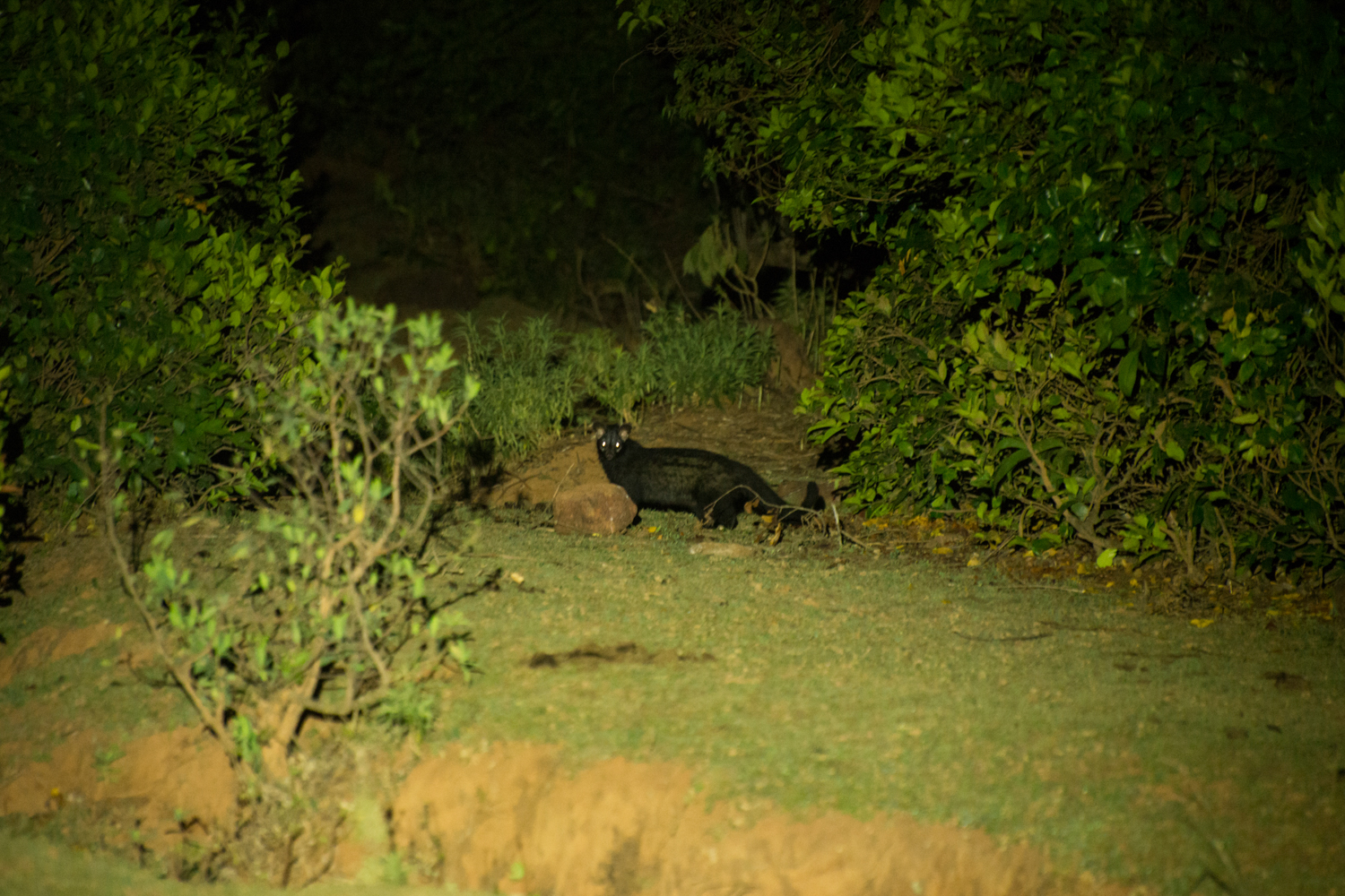  As night falls, mammals such as the Common palm civet ( Paradoxurus hermaphrodites )&nbsp; 
