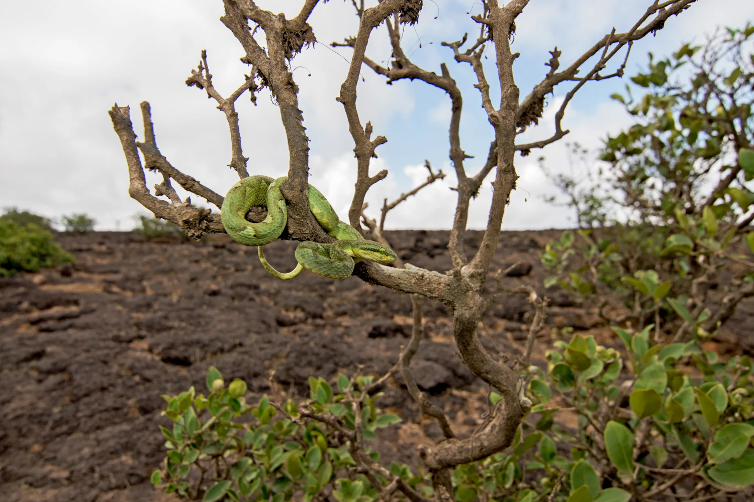 The bamboo pit viper ( Trimeresurus gramineus ) rests on the barren tree, waiting for night to fall.