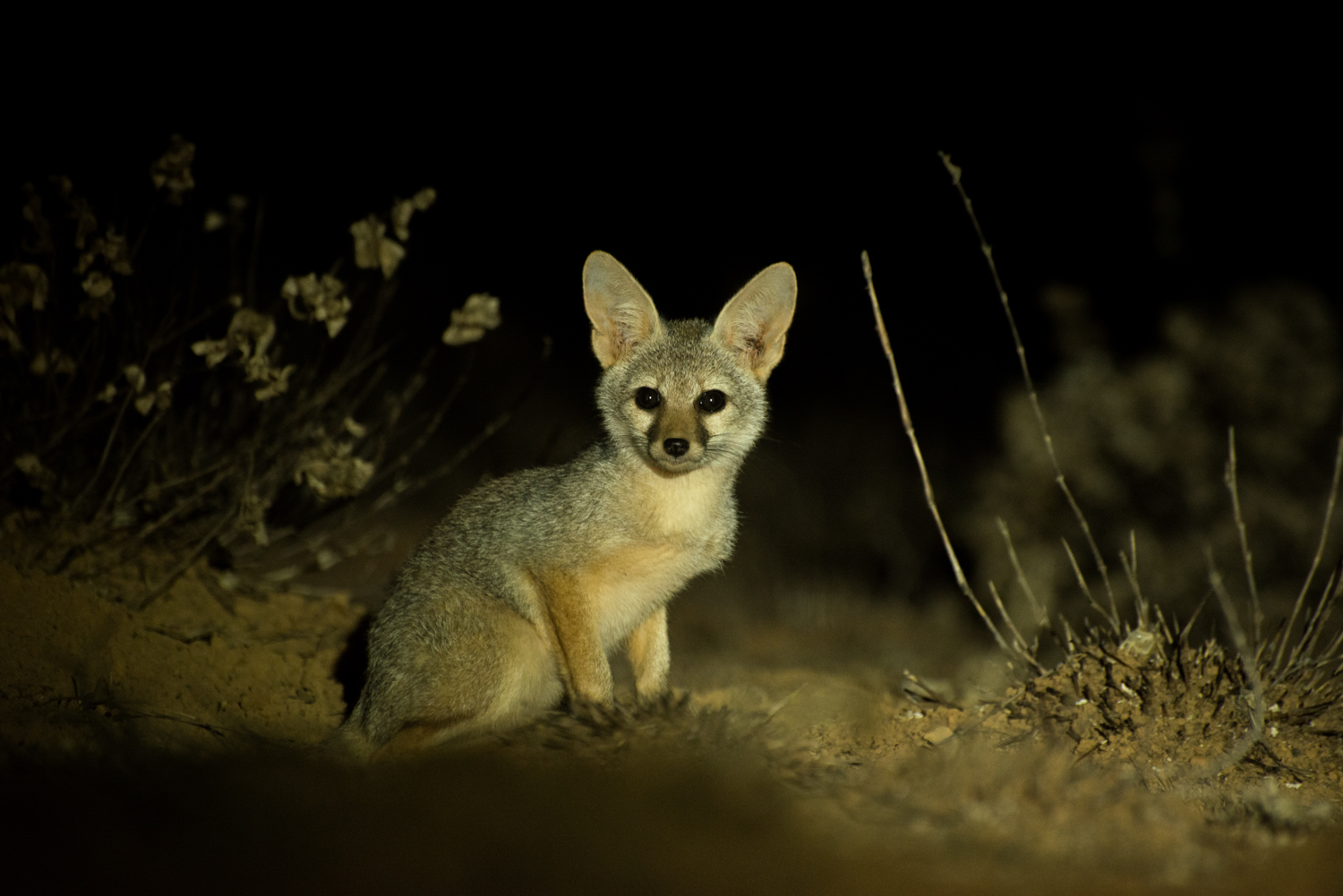  In the cool of the night Indian foxes ( Vulpes bengalensis ) make it out of their dens. A curious fox cub looks out of the plateau at night. 