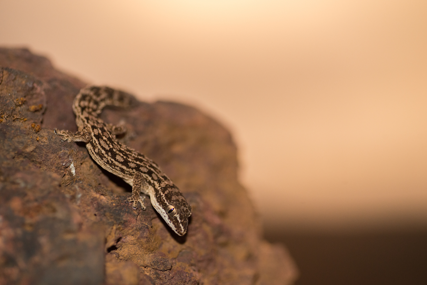  No man is an island, but each plateau is one.  Hemidactylus satarensis  is a classic example of plateaus catalyzing speciation. This rare species is endemic to Chalkewadi plateau. 