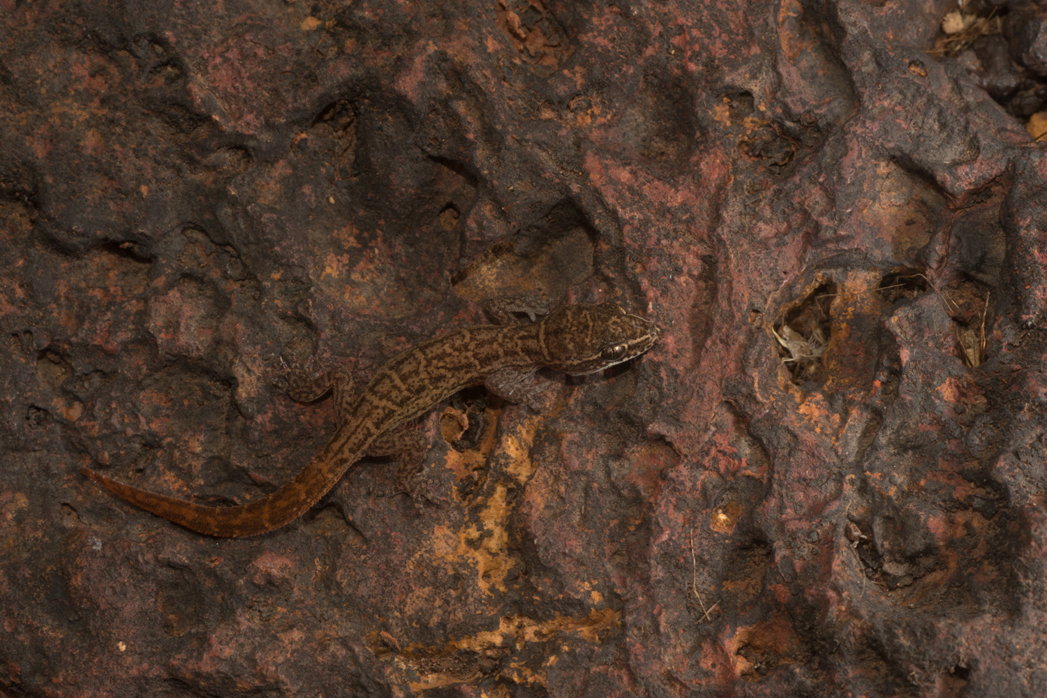  Another member of the&nbsp; Hemidactylus &nbsp;genus,&nbsp; H. albofasciatus , perches on rust red lateritic rocks on plateaus in the coastal Ratnagiri district. 