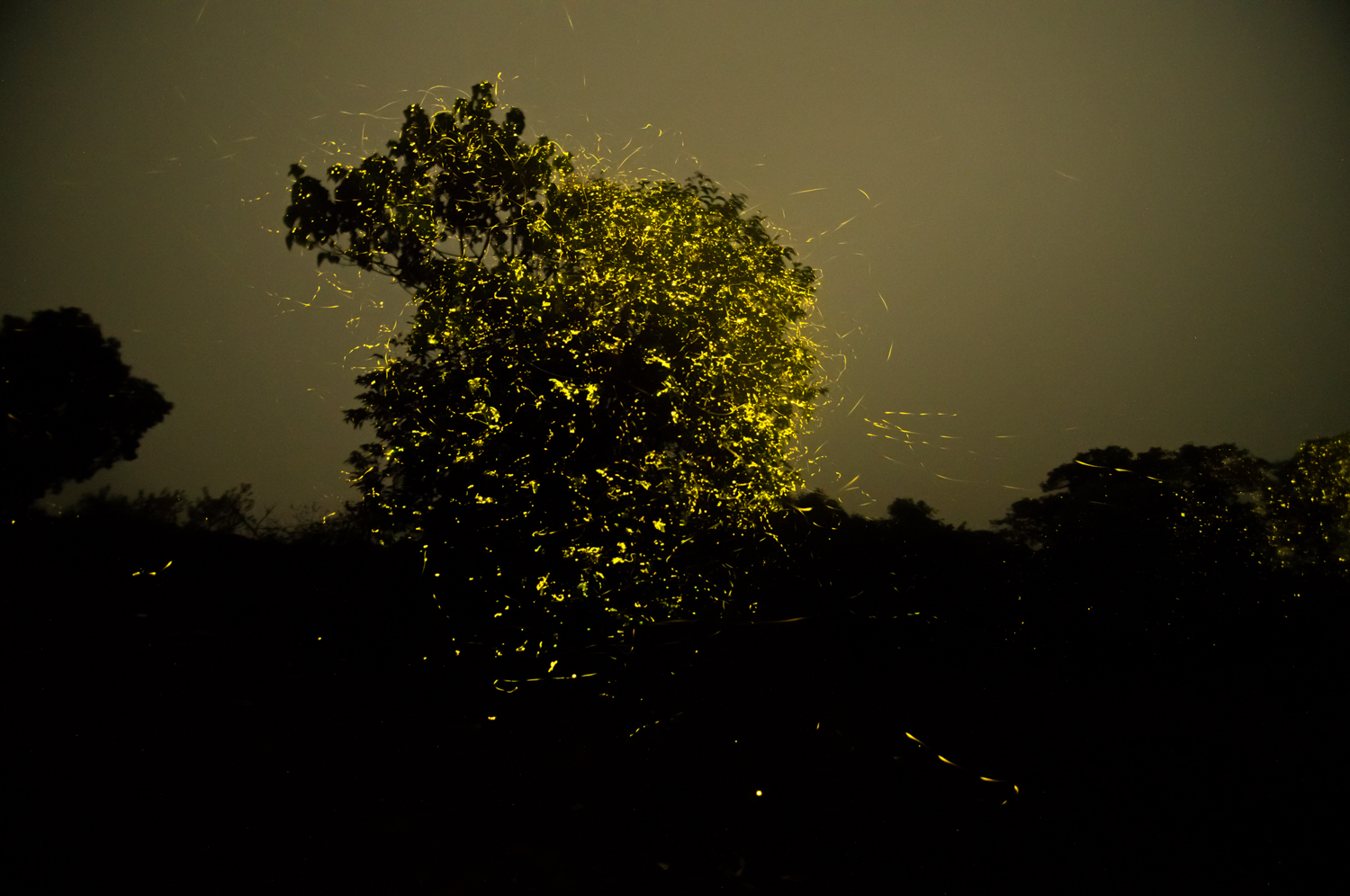  As hot days turn into cool nights, summers make way for monsoon. Fireflies signify the onset of the rains. Before the season of plenty, these beetles use bio-luminescence to call out to potential mates. 