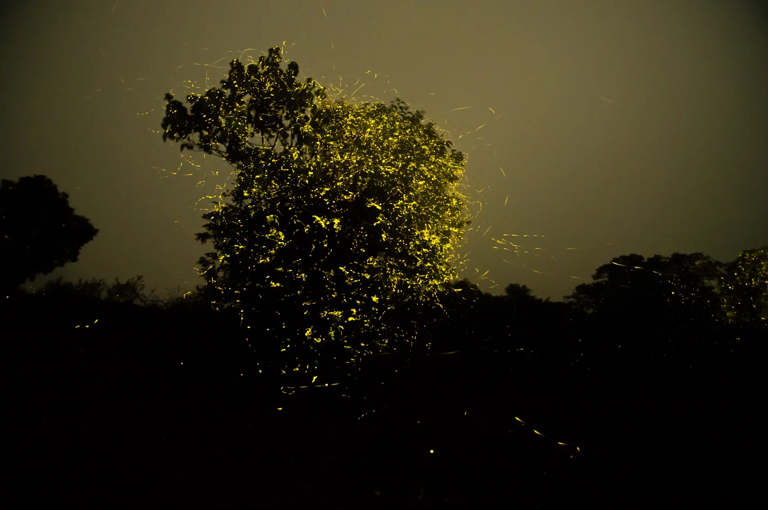 As hot days turn into cool nights, summers make way for monsoon. Fireflies signify the onset of the rains. Before the season of plenty, these beetles use bio-luminescence to call out to potential mates.