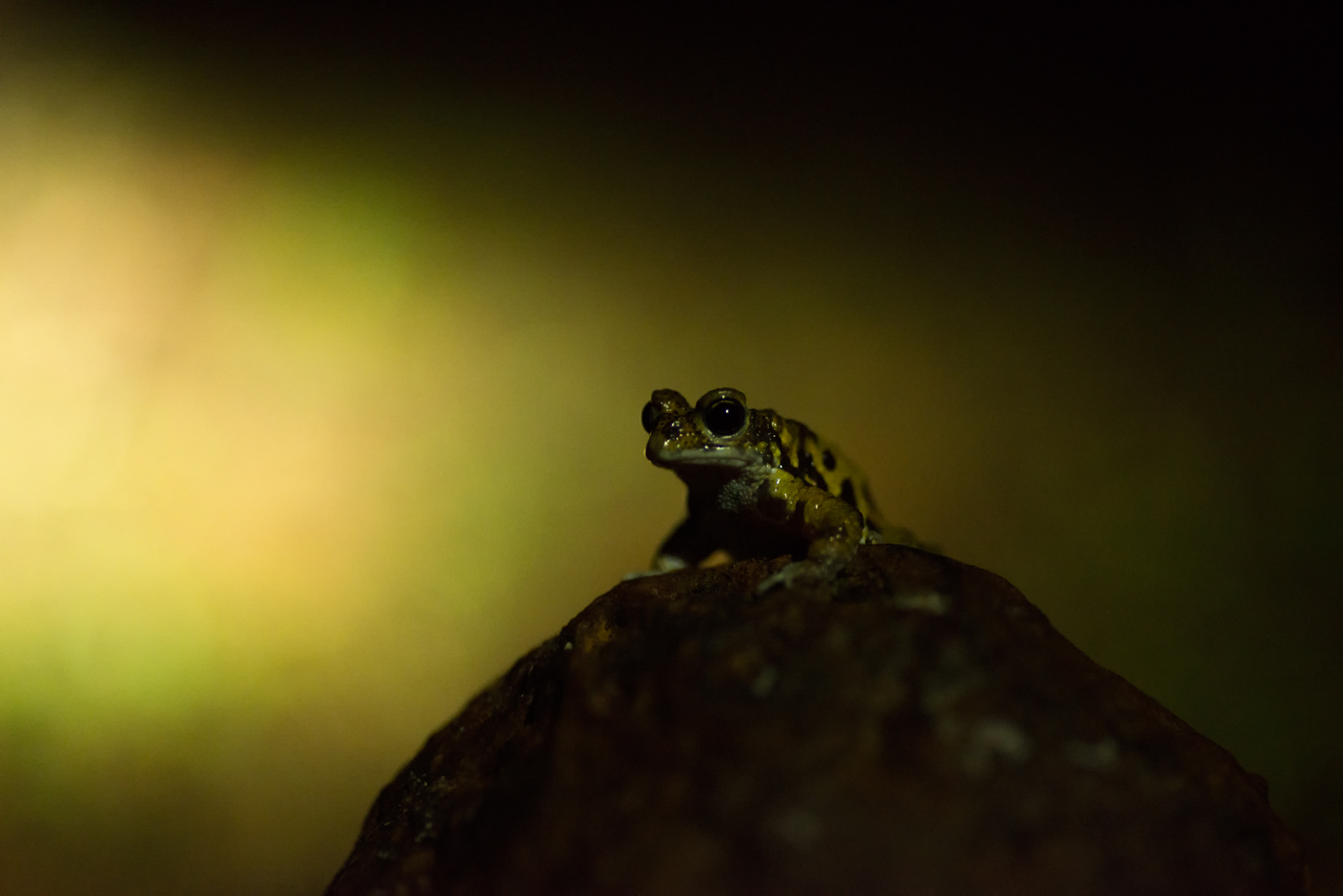  Washed clean by the rains, the plateau is a haven for frogs.  Xanthophryne tigerina , endemic to the Northern Western Ghats calls over the din of the rain, signaling to potential females on the plateau. 