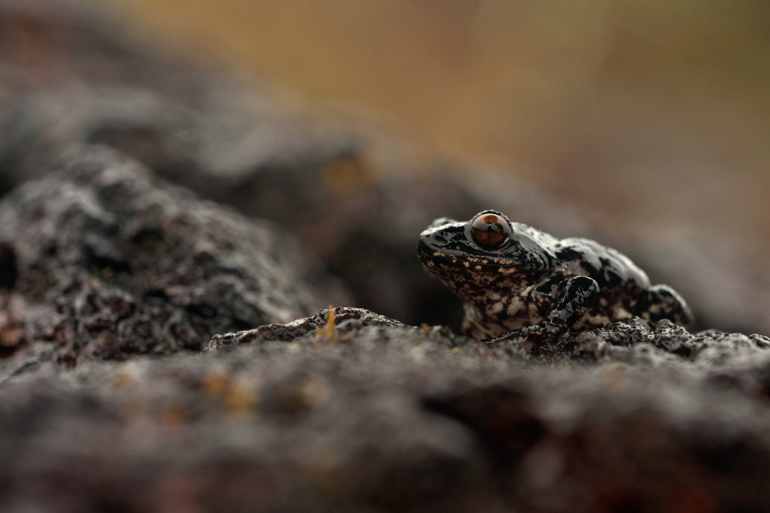  The abundance of frogs such as this endemic  Raorchestes  species makes the plateau inviting for several other animals of the Sahyadris. 