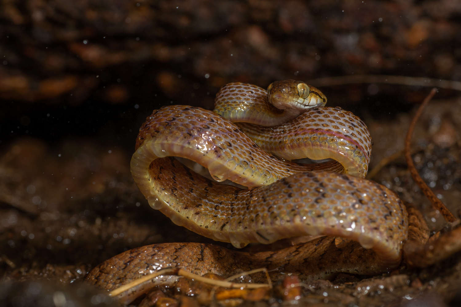  The cat snake  Boiga beddomei  endemic to the Western Ghats, often visits the plateau during the rains to make a good meal of frogs. 