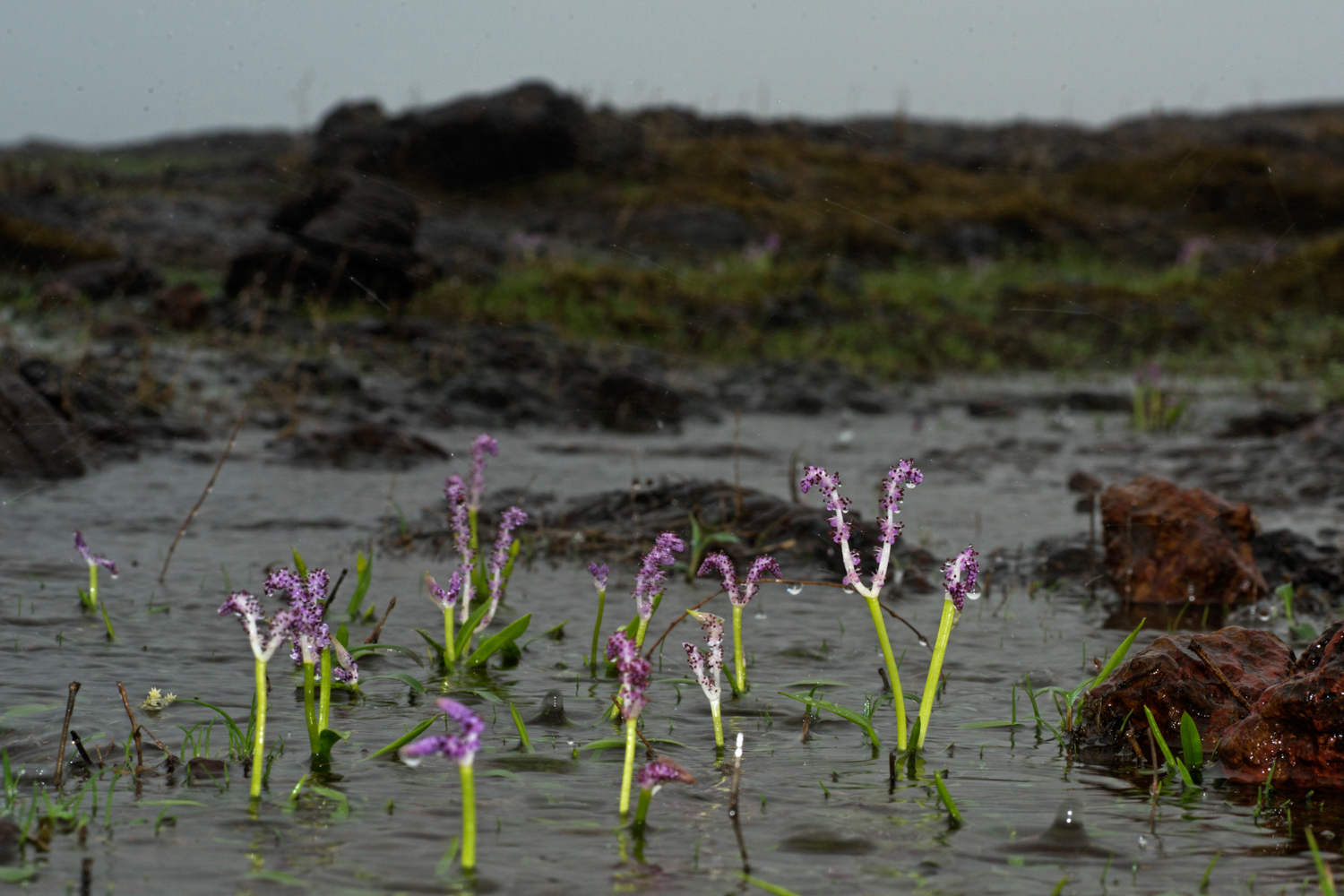   Aponogeton satarensis  is an endemic aquatic plant known only from five temporary pools around the Kaas area. 