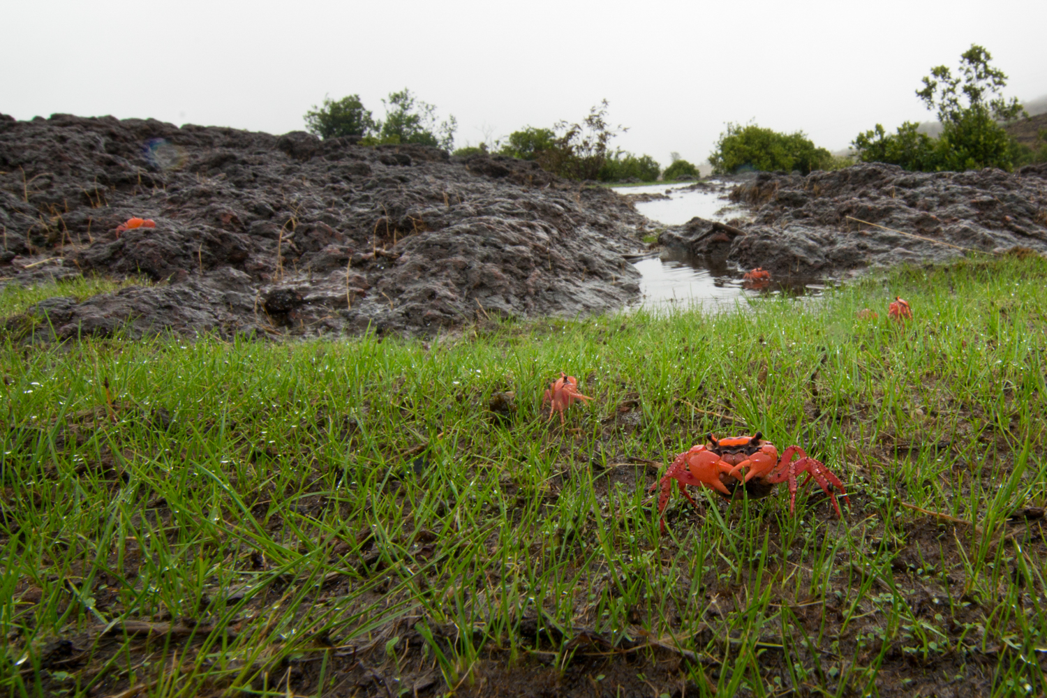  Crabs such as these remain dormant in the dry summer season. With the first rains, they emerge to feed and breed around these temporary pools. 
