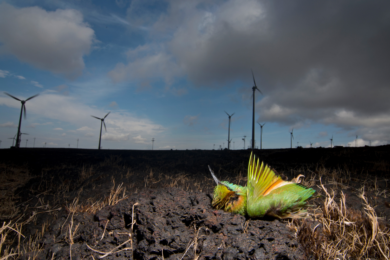  And birds being hit by windmill blades lead to further loss of life for these plateaus. With their numbers declining, the story of these islands may have to be retold once again in the coming years. 