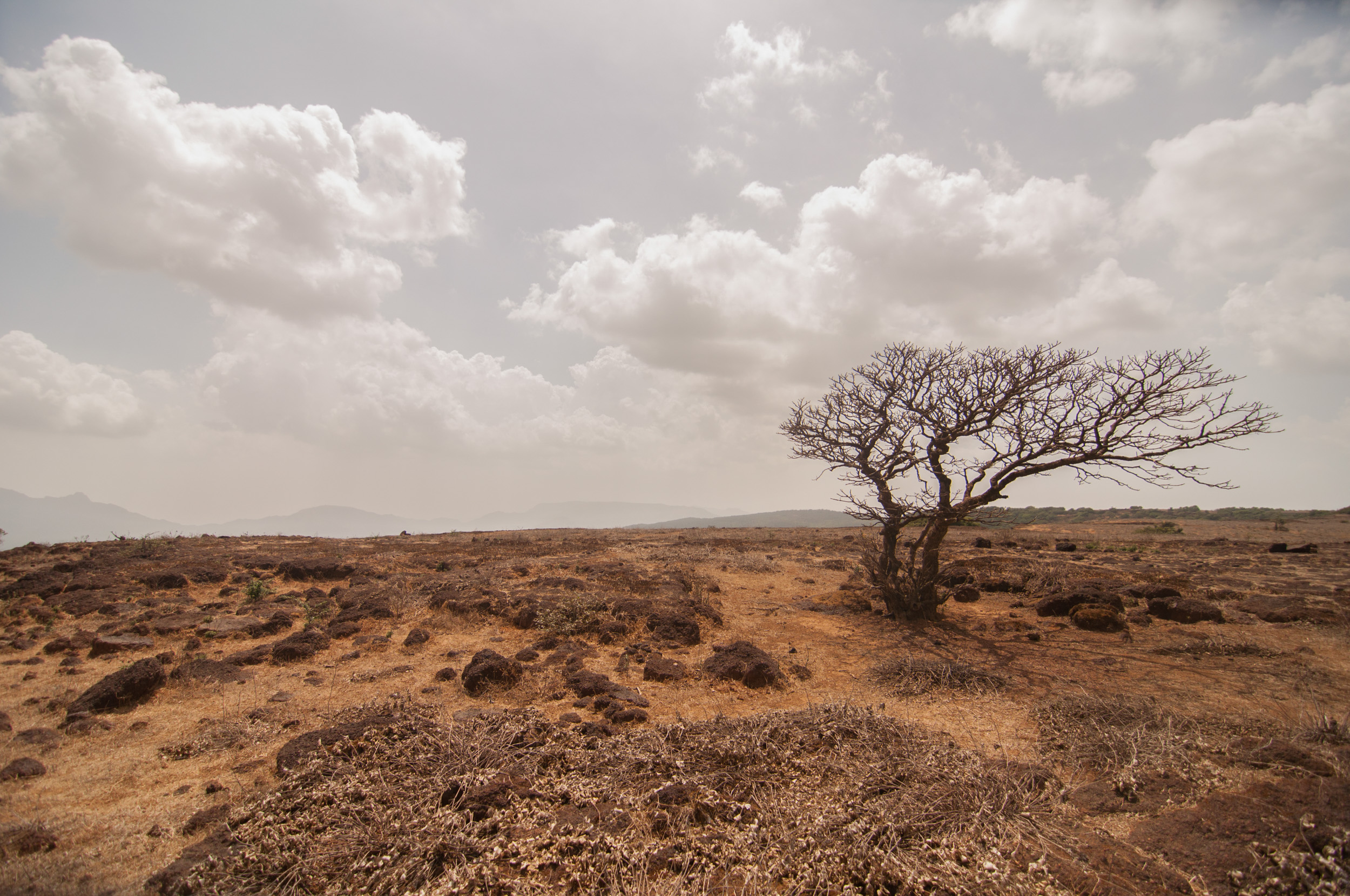 Although rich in geological history, the barren plateau-islands, burnt and desolate in the harsh May sun seem devoid of any signs of wildlife. Could anything survive here?
