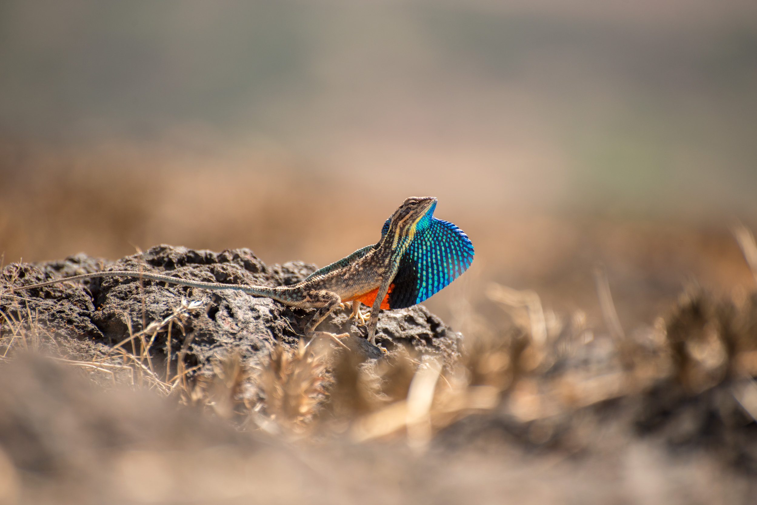 The sun may drive all other animals but the fan throated lizards ( Sitana ponticeriana ) revel on the bare rocks. An ideal arena for flamboyant males to display their colourful dewlap sacs and attract females.