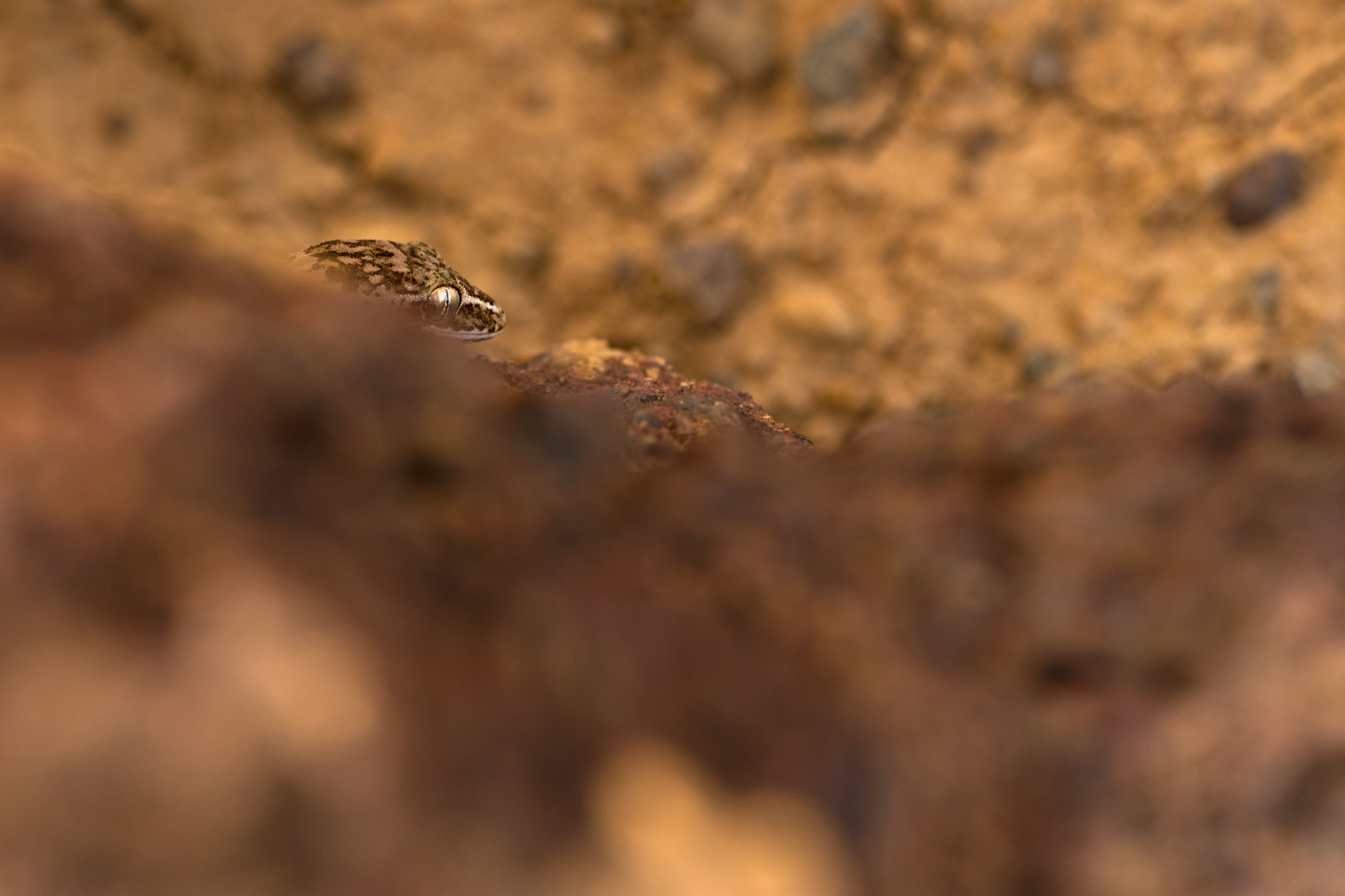 The heat lays the plateau bare, but beneath the rocks reptiles thrive. A Hemidactylus satarensis gecko, waiting under the rocks biding its time till the sun goes down.