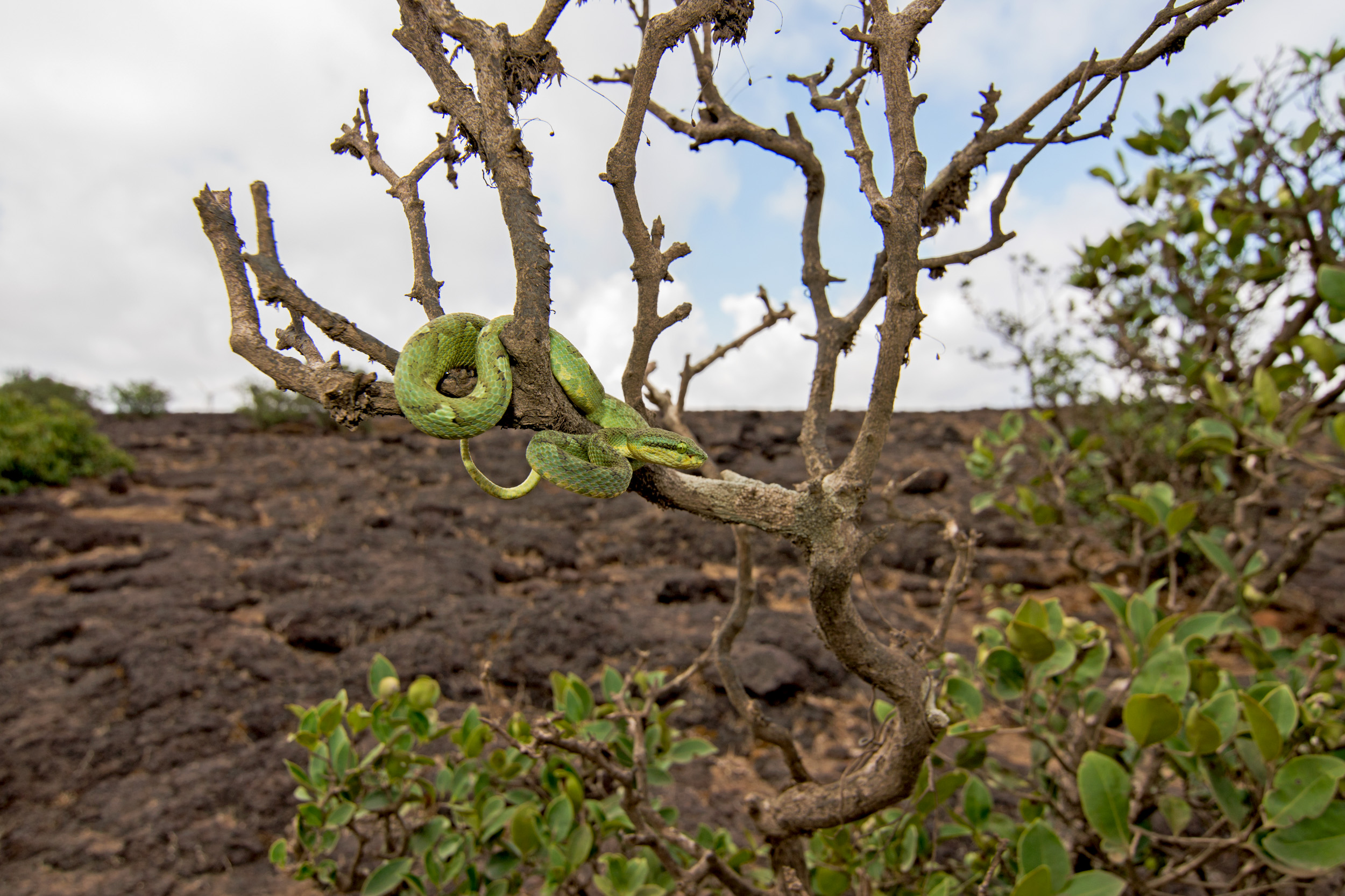 Animals from the adjacent Sahyadri range often spill onto the plateau. The bamboo pit viper ( Trimeresurus gramineus ) rests on the barren tree, waiting for night to fall.