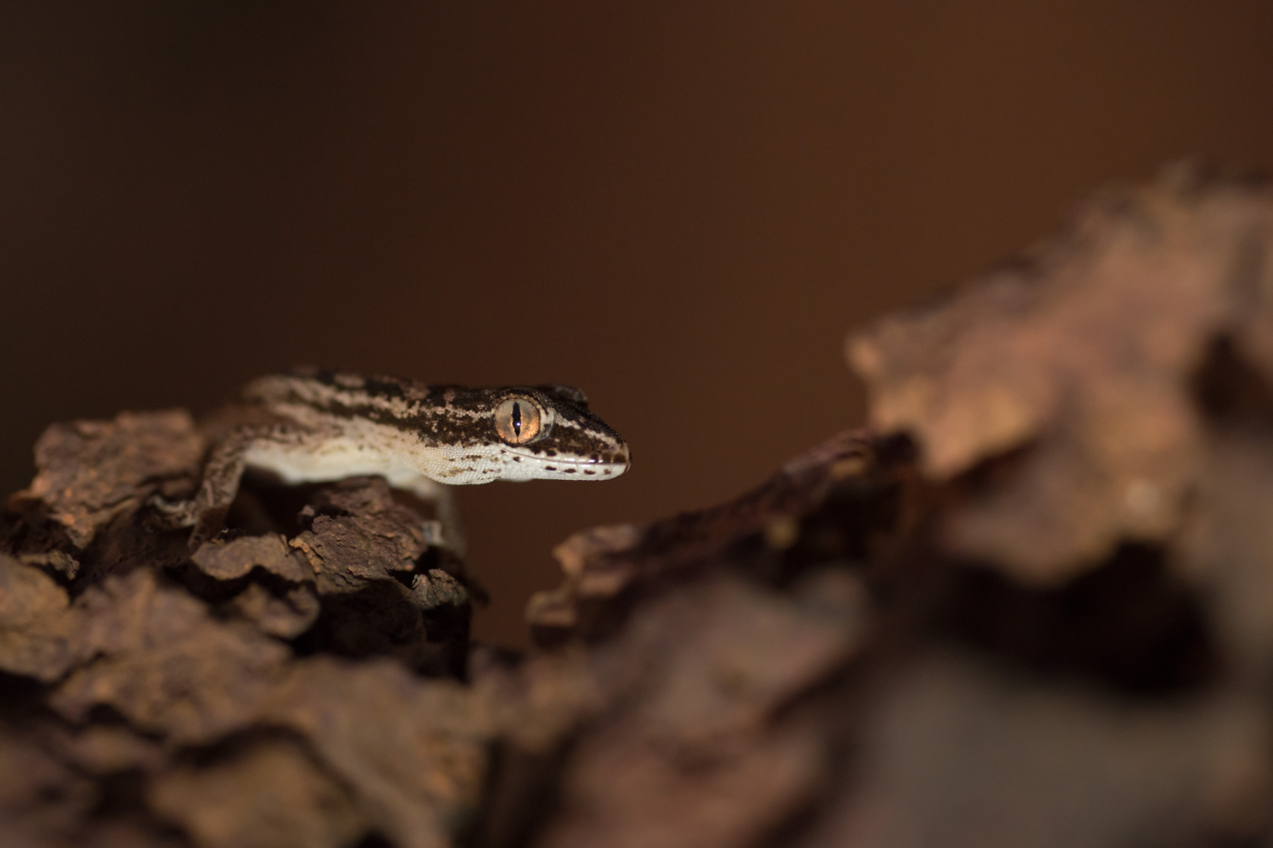 No man is an island, but each plateau is one. Hemidactylus satarensis is a classic example of plateaus catalyzing speciation. This rare species is endemic to Chalkewadi plateau.
