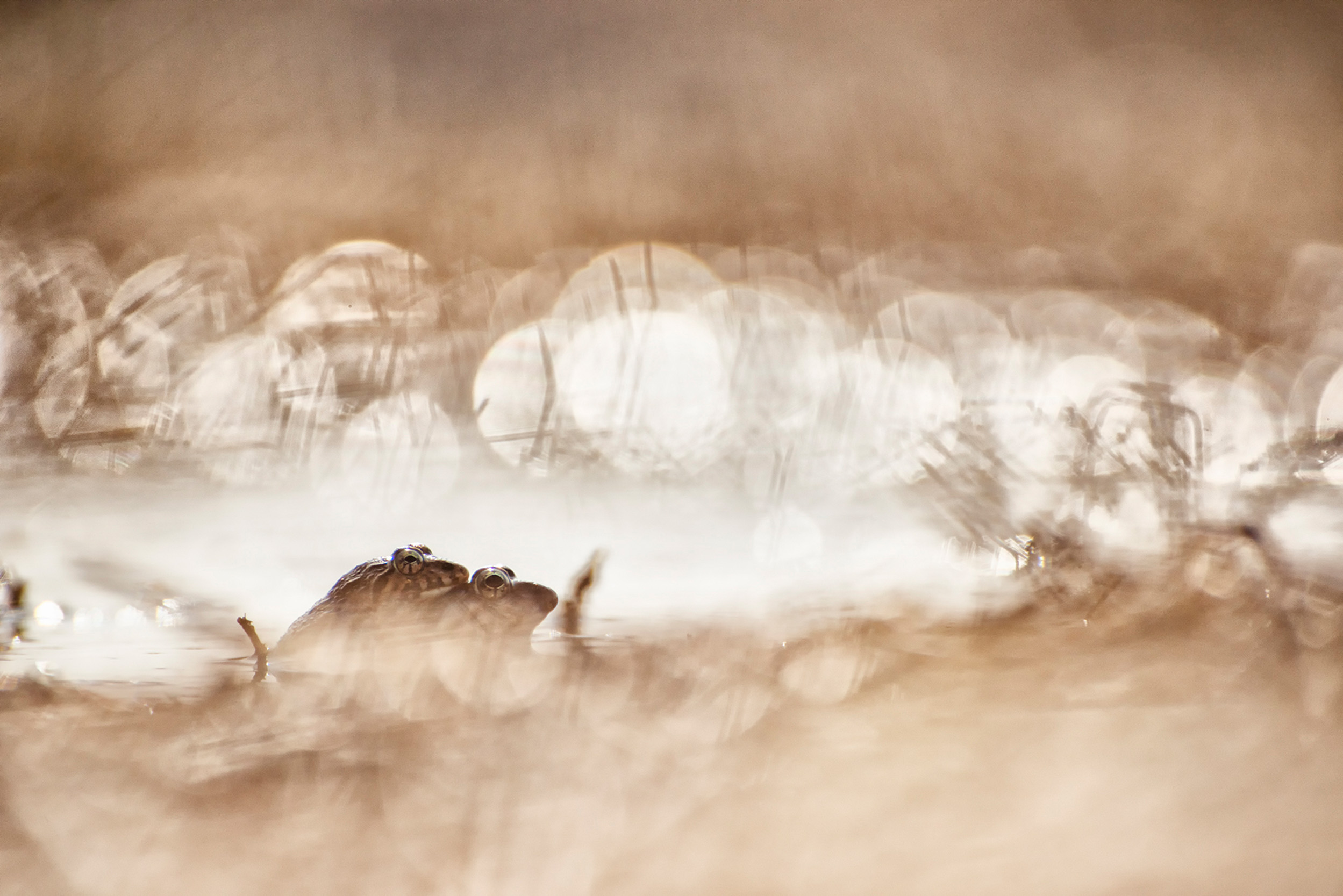 Several other species await discovery and a name. These frogs of the Zakerana genus, most likely unidentified have only been encountered on this plateau.
