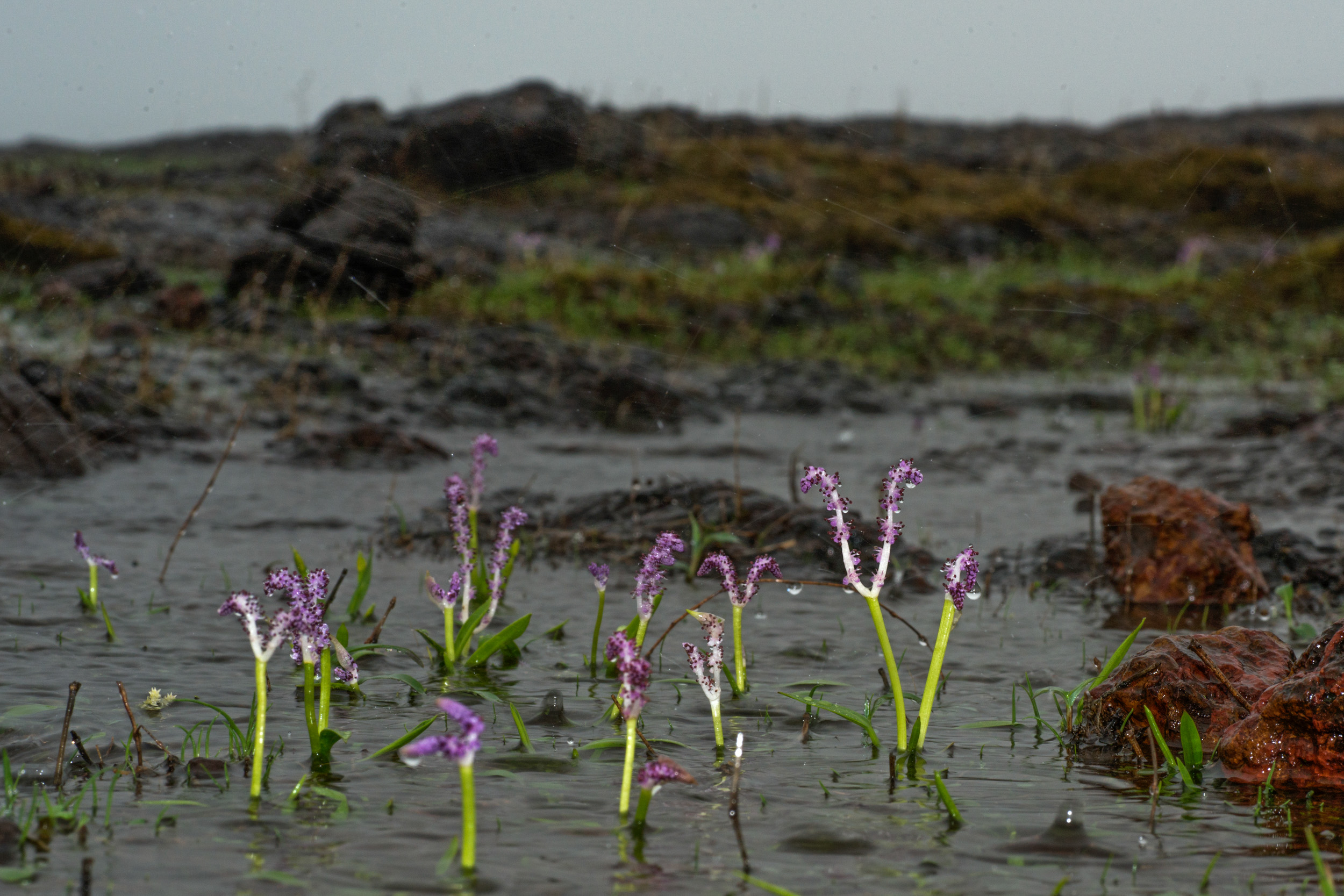 Aponogeton satarensis is an endemic aquatic plant known only from five temporary pools around the Kaas area. One of these pools has today disappeared, replaced by a windmill. Discovered and lost at the same time.