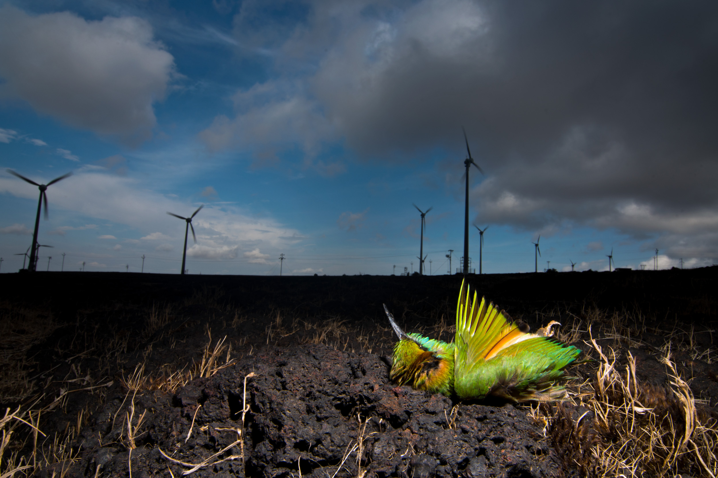 A Green Bee-eater lies dead, most likely a victim of the windmills situated nearby. Because very few studies have been undertaken in India, we do not know the real extent of the impact of windmills on bird and bat populations.