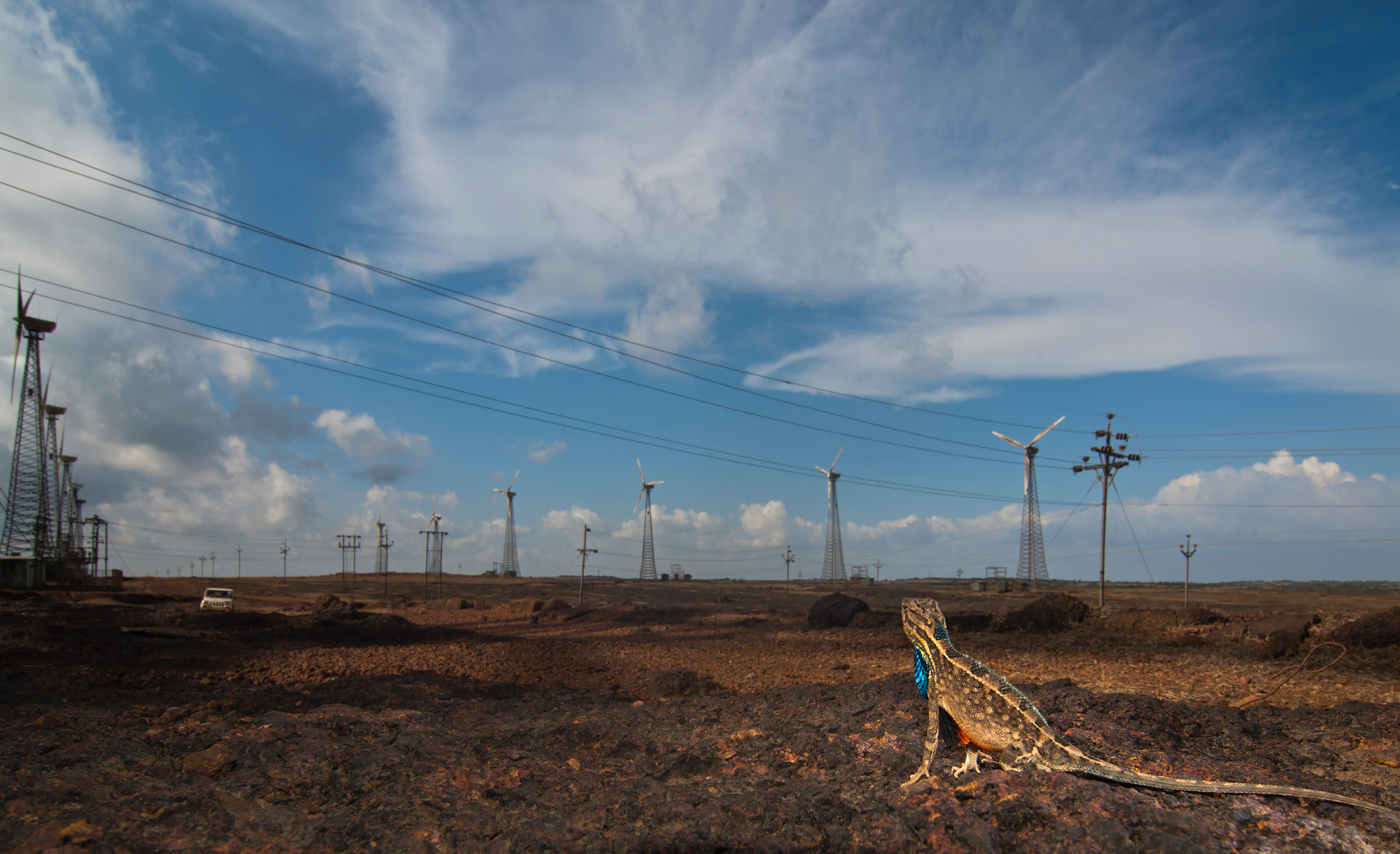 Most drastic effect of these windmills can be seen on these charismatic lizard species. Researchers from Dr Thaker’s lab at the Centre for Ecological Sciences, Bangalore have found that wind-farms result in a decrease in raptor densities which in turn results in an increase lizard abundances. Interestingly, they also find that the lower levels of predation in wind-farms also result in a change in the physiology, morphology and behaviour of the lizards, seemingly accelerating the process of trait divergence in less than two decades. With the anthropogenic changes happening rapidly, the story of these islands may have to be retold once again in the coming years !! 