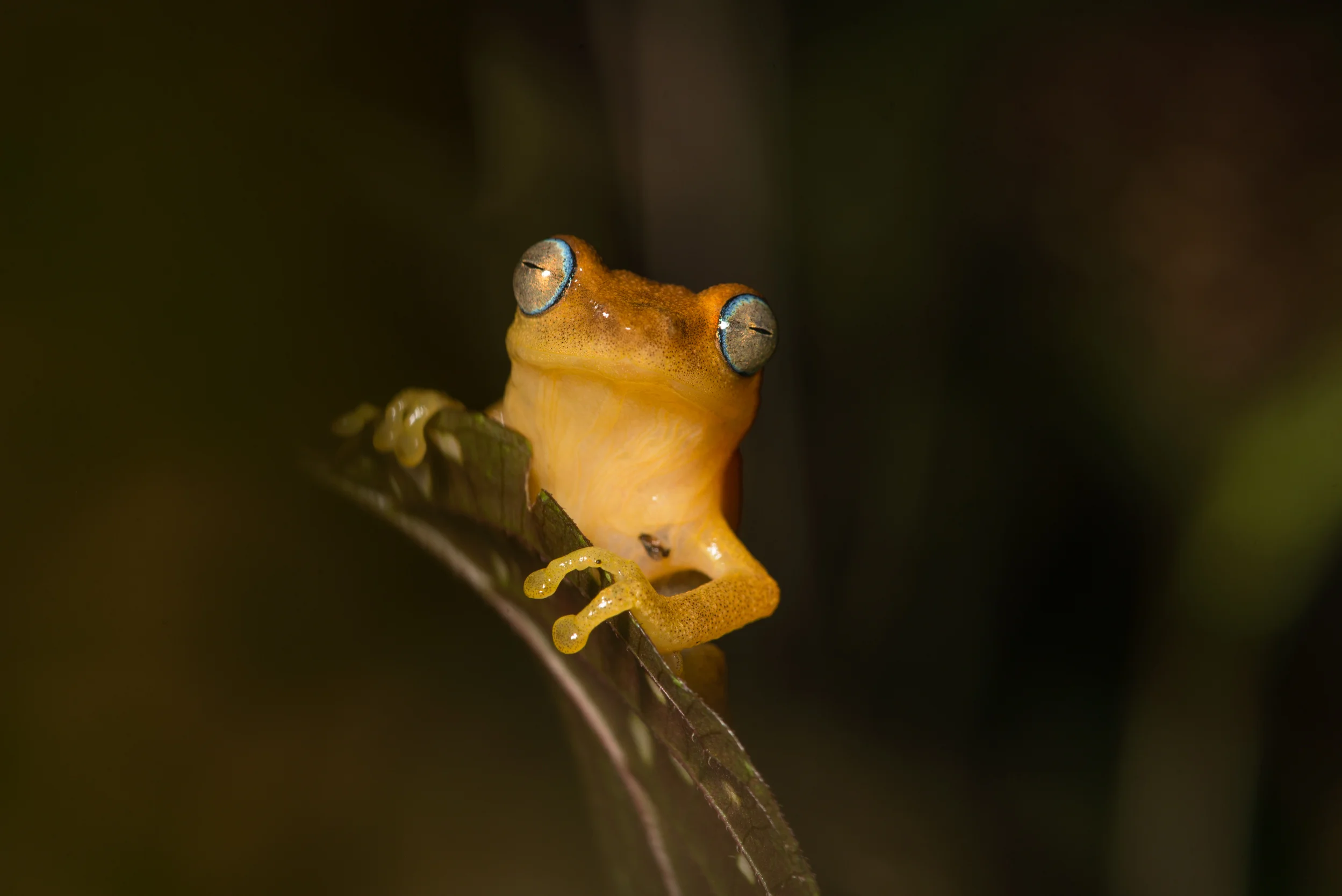 Blue eyed frog.jpg