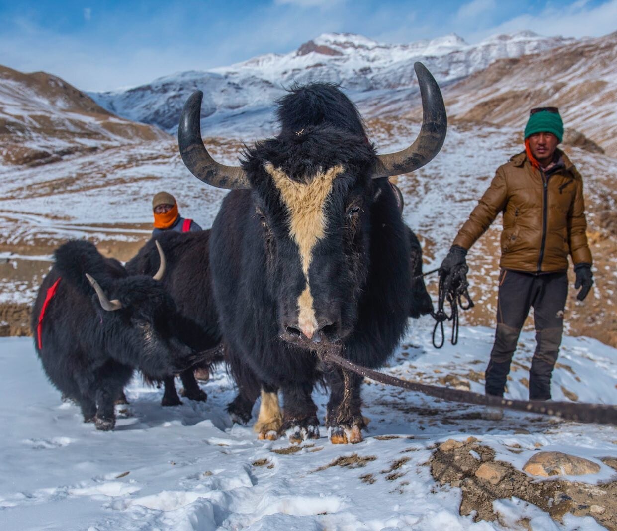 A villager in Spiti valley brings his Yak back home from the open pastures:- The domestic yak is a long-haired domesticated bovid found in Asia. For the major part of the year, they are free-ranging but are secured and brought back to the villages ju