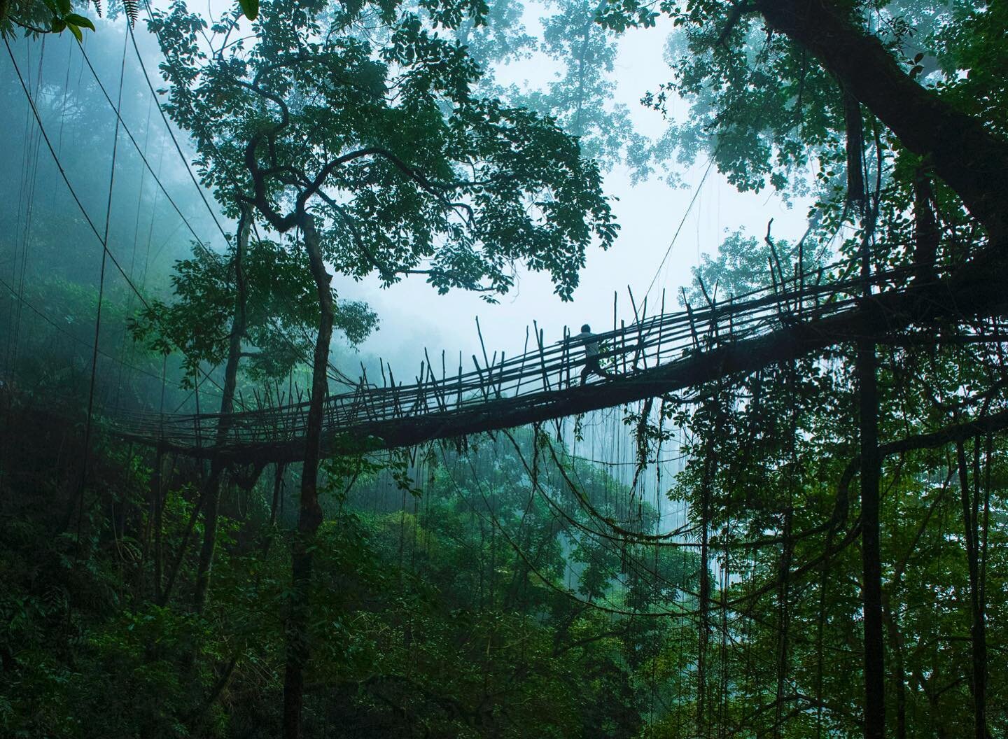 Living Root Bridges: 'As I walked across my first jing kieng jri, my mind darted this way and that, trying to find a comparable experience. No, it did not feel like crossing a concrete bridge. No, it did not feel like climbing a tree. Instead, it fel