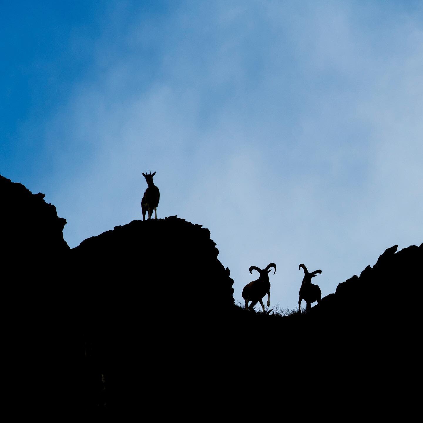 The urial, also known as the shapo, is a species ( Ovis Vignei) of the wild sheep. The urial inhabits western central Asia from the northeast of Iran and the west of Kazakhstan to Balochistan in Pakistan and the Ladakh regions in North India. Urial s