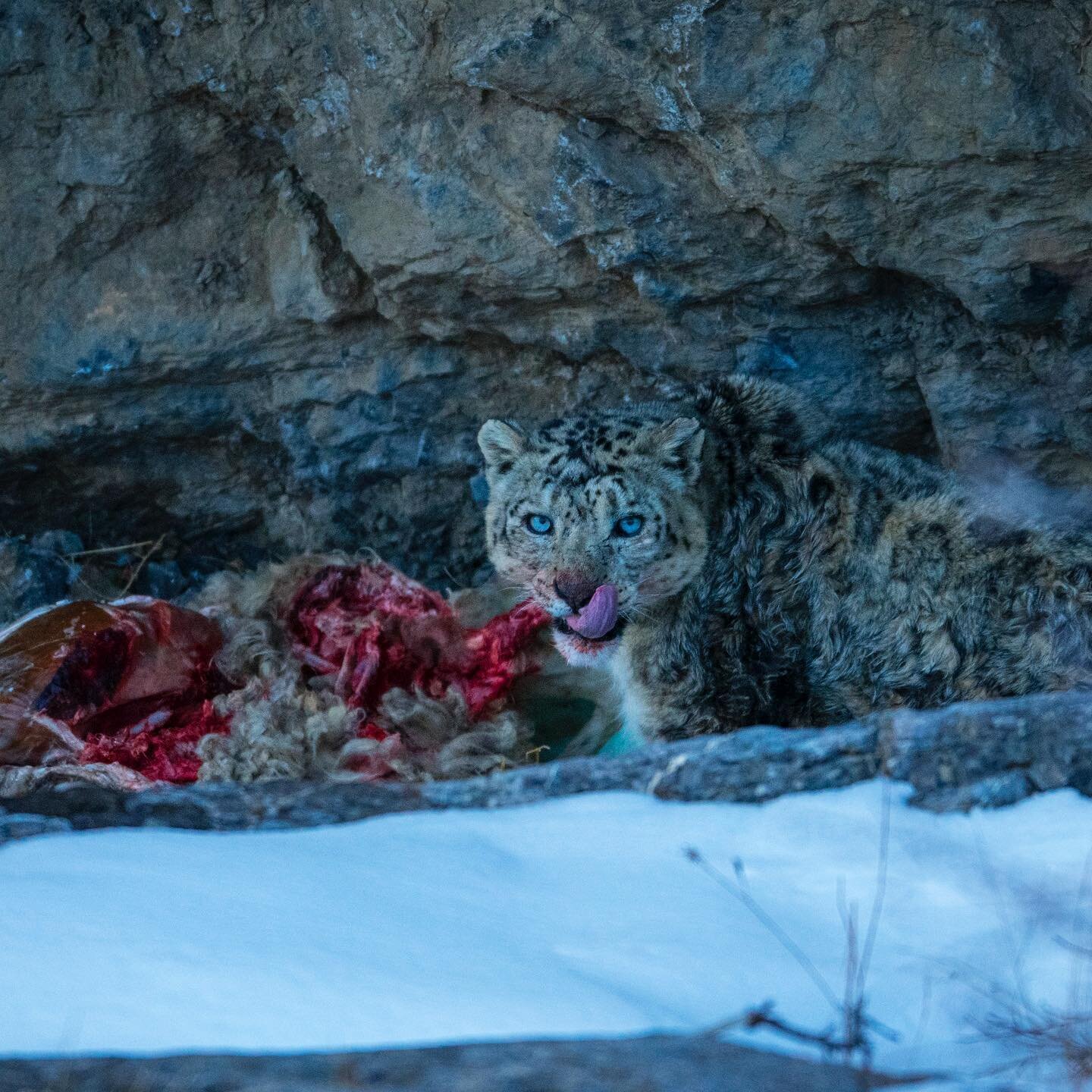 An old male snow leopard eats a domestic sheep killed during a snowstorm near a village in India's Spiti Valley. Studies done by scientists at @snowleopardtrust show that even in the presence of abundant wild prey like blue sheep and Ibex, snow leopa