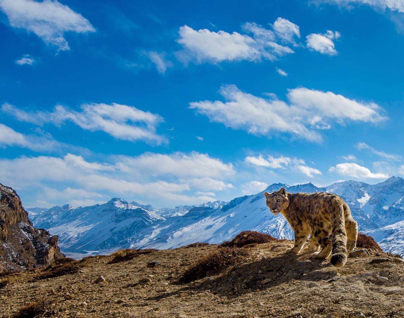 Snow Leopard in its humongous landscape: A Snow Leopard walks on a ridge in the late afternoon and looks at the camera trap while making its scrape mark. Snow leopards scrape their back legs in loose soil, leaving a small depression with a mound of s