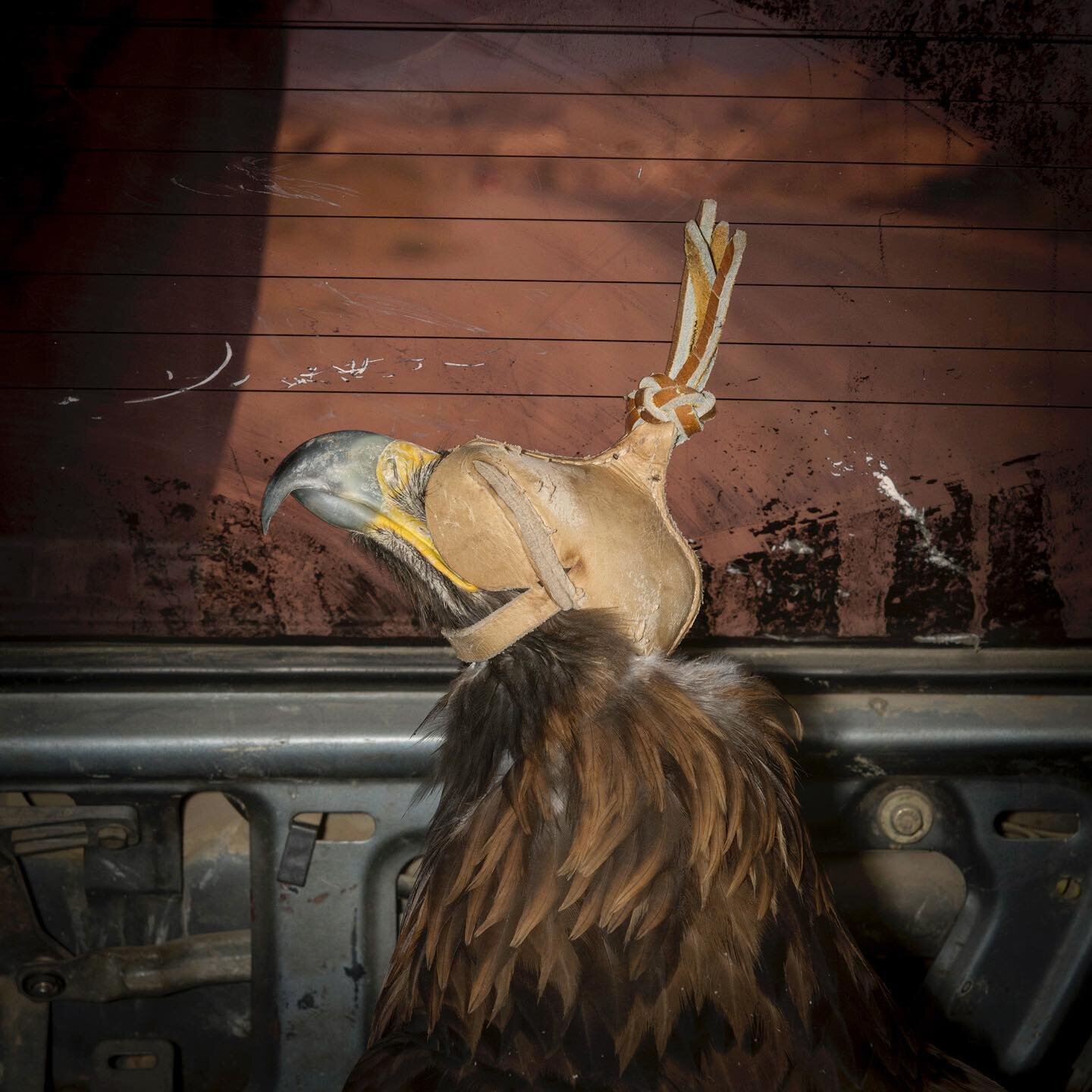 For me, the most bizarre thing I have ever seen in a car was this full-grown Golden Eagle. I was heading to an expedition funded by @insidenatgeo with researchers from @snowleopardtrust in Kyrgyzstan a few years ago, and our Kyrgyz collaborator stopp