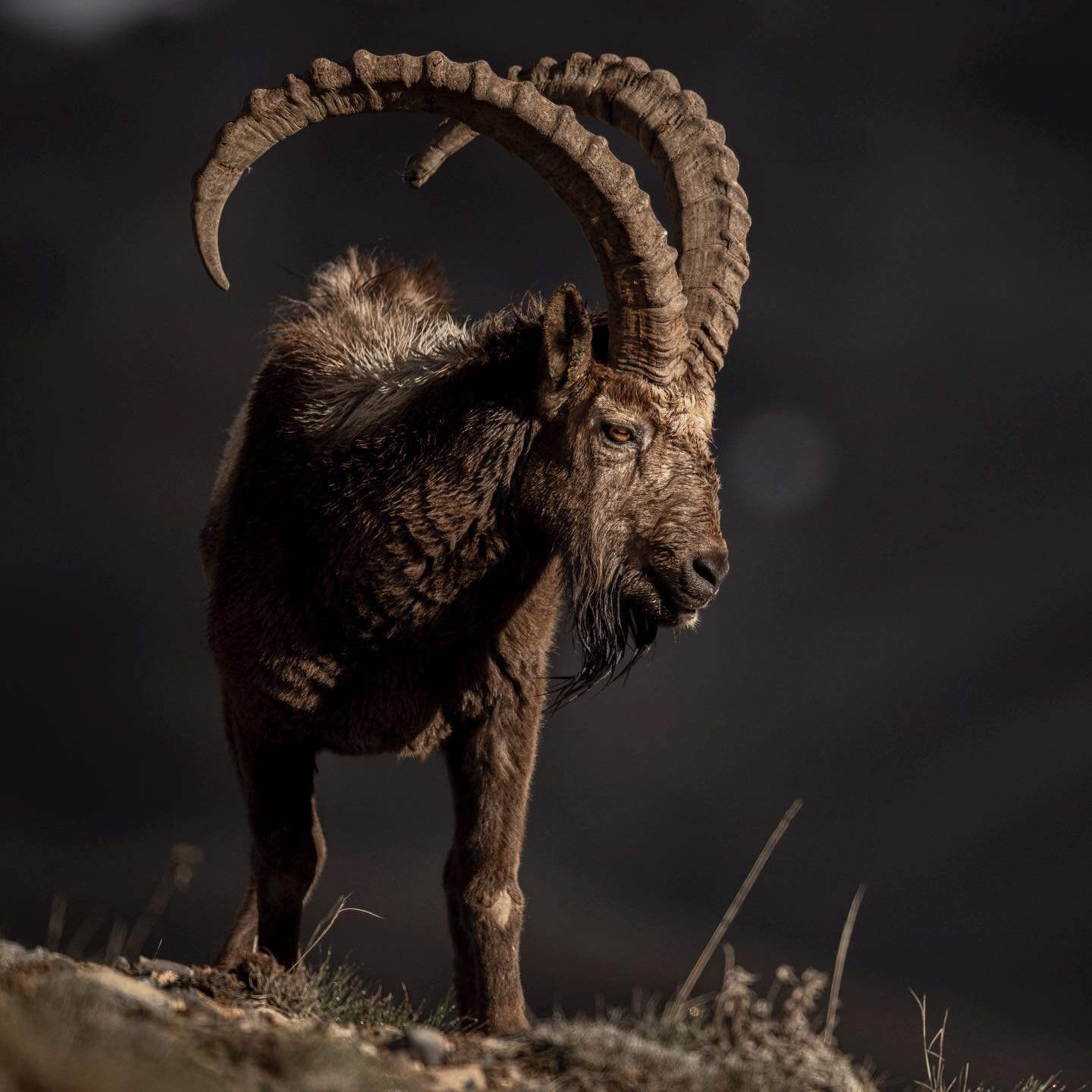 Summer &amp; winter Ibex: Asiatic Ibex is a species of true goats. They are extremely surefooted and can be often spotted in rugged regions. To escape predators, they are known to take refugee in precipitous and rugged regions. Studies show that a he