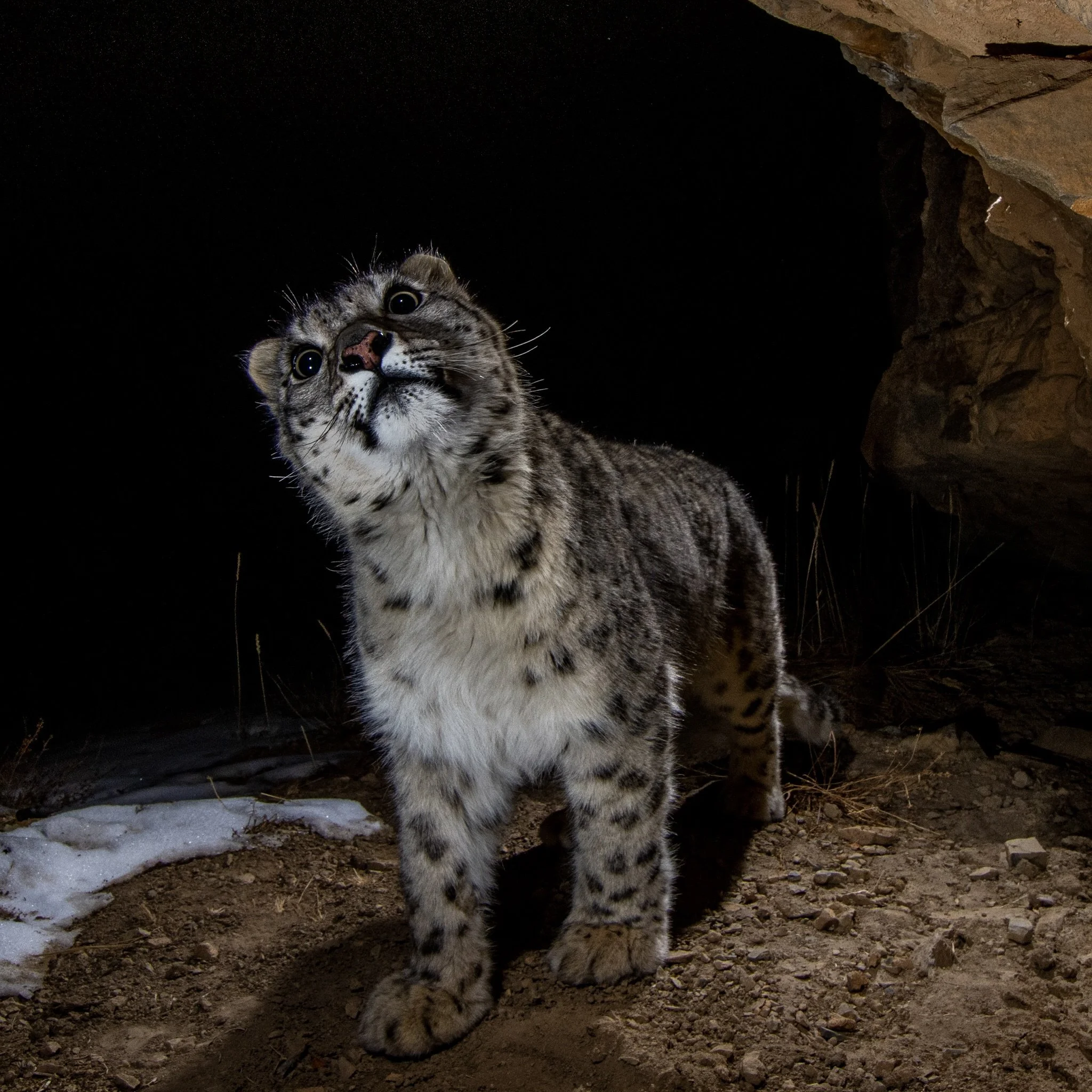 Snow leopards have evolved to be living in these high elevation cold deserts, and every part of their body shows signs of these unique adaptations. Their pink/black nose has its own story. Large nostrils and broad nasal cavities of the Snow Leopards 