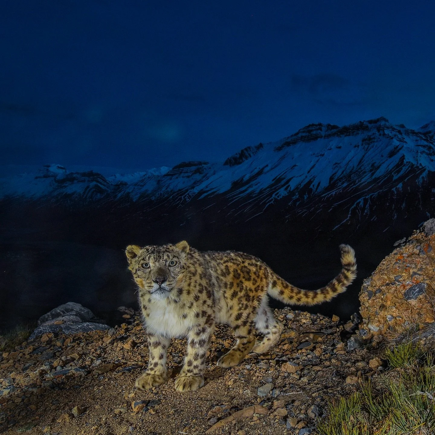 Snow leopards have evolved to live in these high elevation cold deserts and cliffs, and every part of their body shows signs of these unique adaptations. One of the adaptations is its long furry tail. Once I got lucky to see a Snow Leopard chase an I