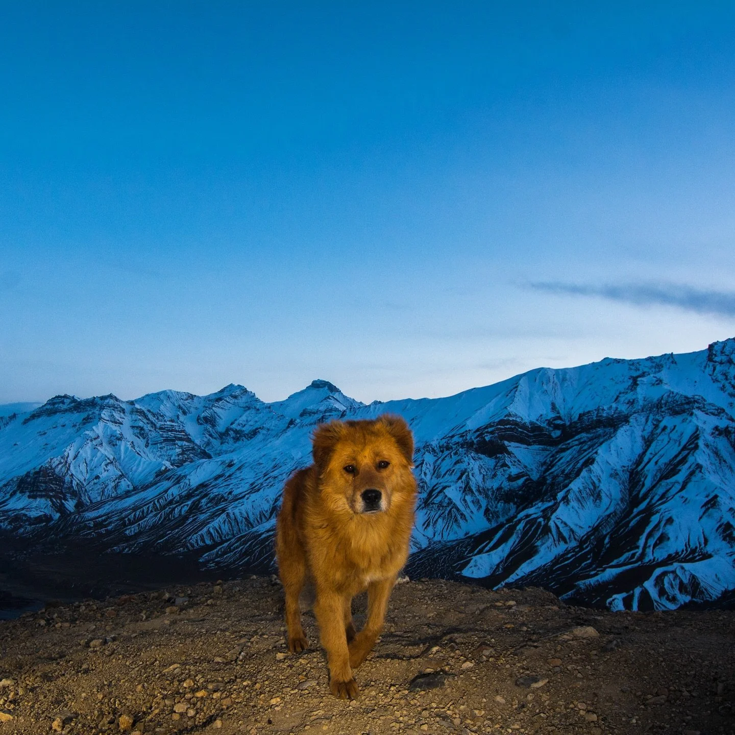 A feral dog &amp; Snow Leopards: This image of a bold-looking feral dog was captured in the middle of nowhere on a camera trap, which tells that these dogs are no longer confined to human settlements. Later, we managed to capture the image of these t