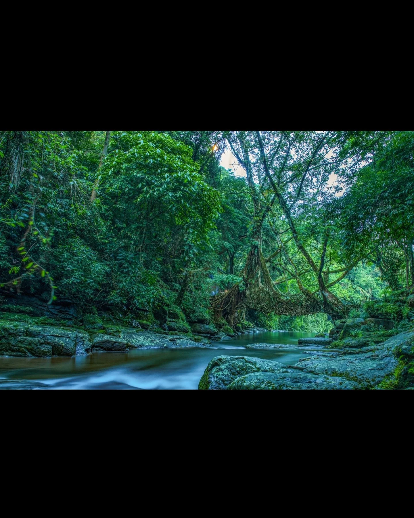 In Meghalaya, India, a mountain tribe called Khasi has been practicing the concept of bioengineering for centuries. &ldquo;Our ancestors started building these living root bridges so we can traverse the turbulent rivers during the monsoon,&rdquo; sai