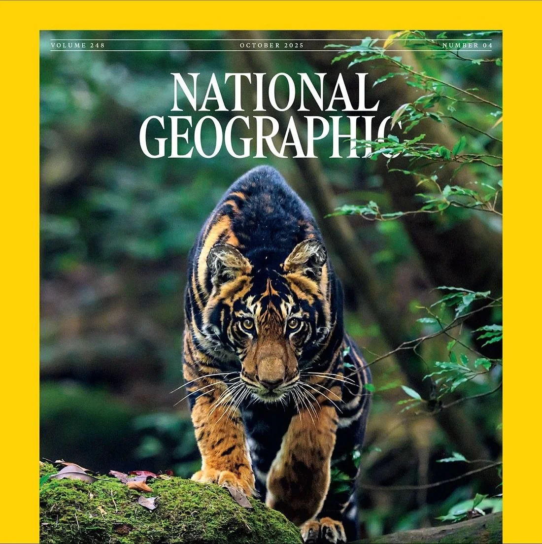 Twelve years ago, I dreamt of telling this story. Today, that dream is on the cover of&nbsp;National Geographic Magazine International. The story is rooted in the central Indian tiger landscape, with a focus on the conservation efforts of forest mana