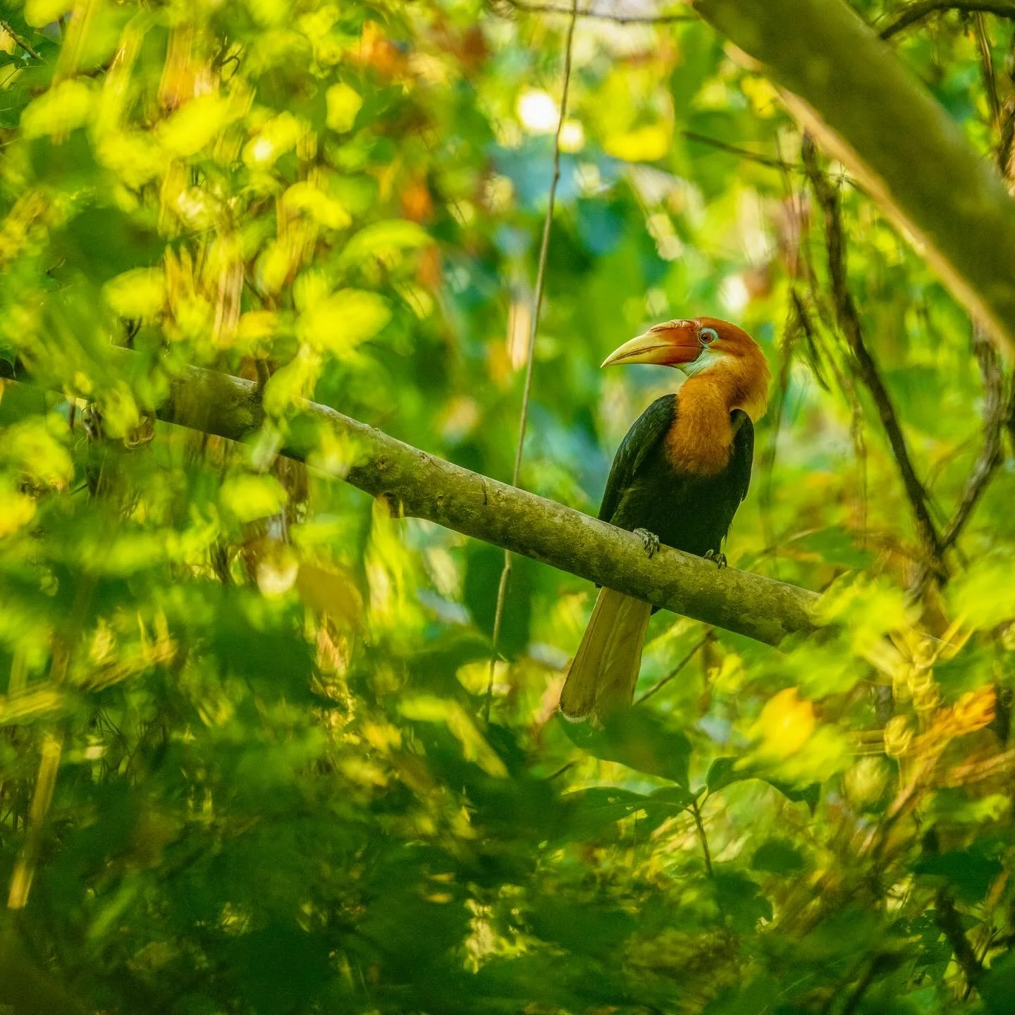 Found only on one tiny 6.8sqkm island, the Narcondam hornbill is still as much of an enigma as it was in 1873 when it was first described. It was a dream to visit Narcondam. This island gives new meaning to the word &lsquo;remote&rsquo;. Isolated fro