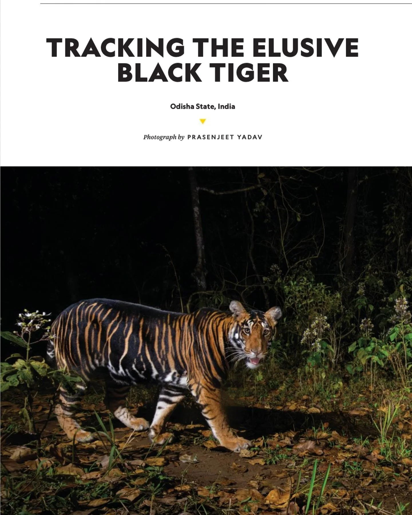 &ldquo;Lost in the wild/work, but still here. 🌿🐅&rdquo; The past year has been a deep dive into fieldwork&mdash;mostly off the grid, fully immersed in my next story. I&rsquo;ve missed interacting with you all, but I wanted to check in and say: I&rs