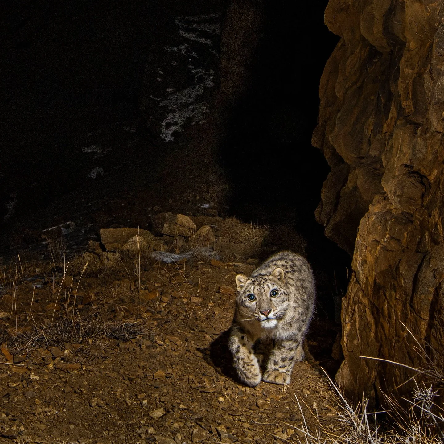 Snow leopards have evolved to be living in these high elevation cold deserts, and every part of their body shows signs of these unique adaptations. Their pink/black nose has its own story. Large nostrils and broad nasal cavities of the Snow Leopards 