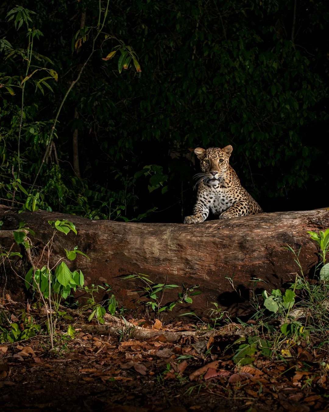 I have been quiet here for a while. 
After the Black Tiger story came out last September, everything moved very fast for a few months. The cover, the messages, the interviews, the kindness from people, the pride from India, and the attention around t